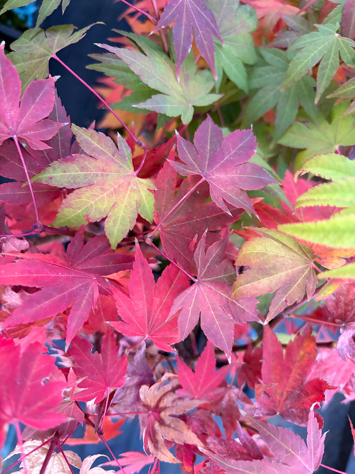 Acer Shirasawanum ‘Garden Glory’