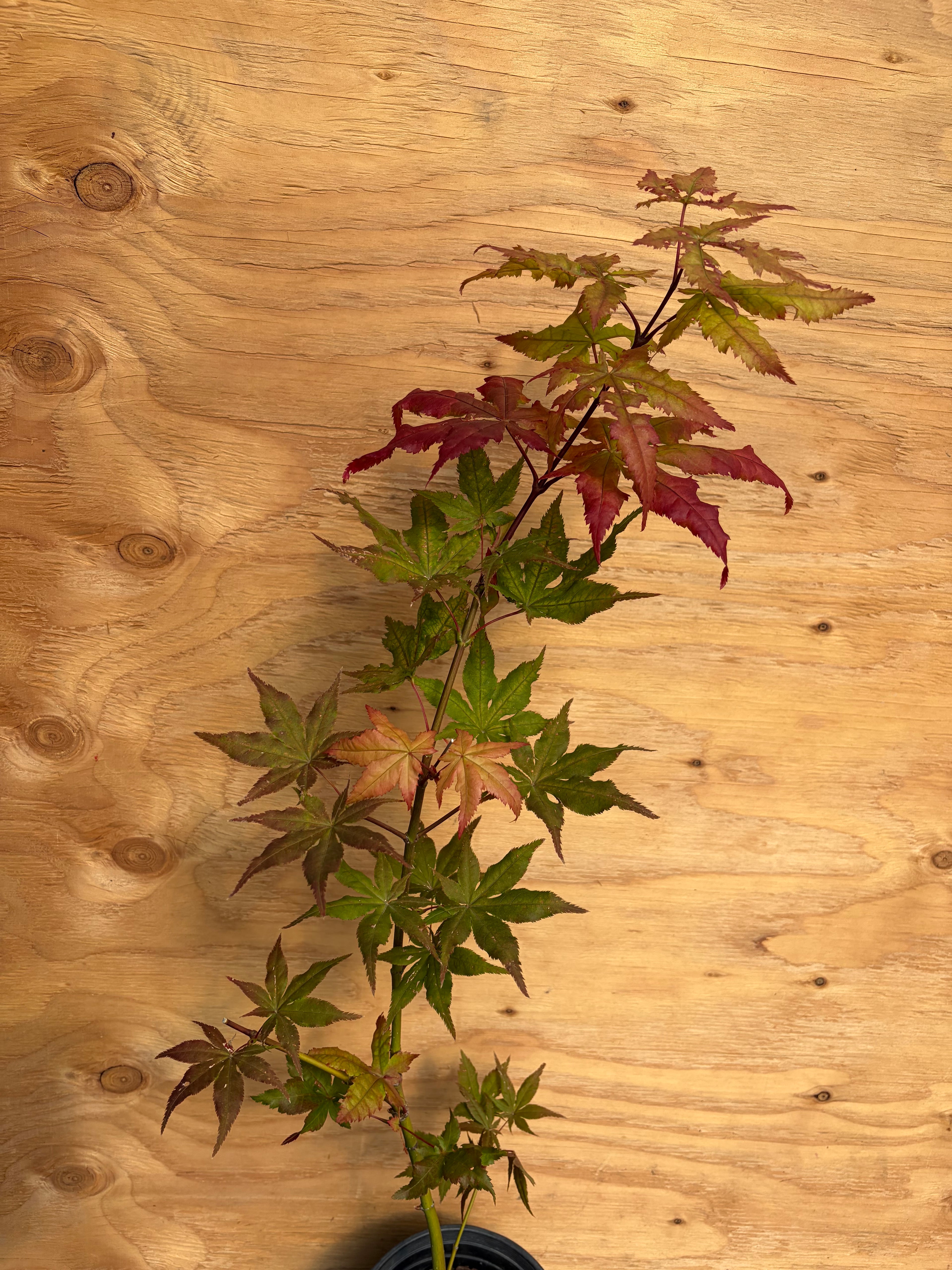 Acer Palmatum ‘Ruby De Sofia’