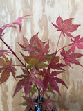 Acer Palmatum ‘Amber Ghost’