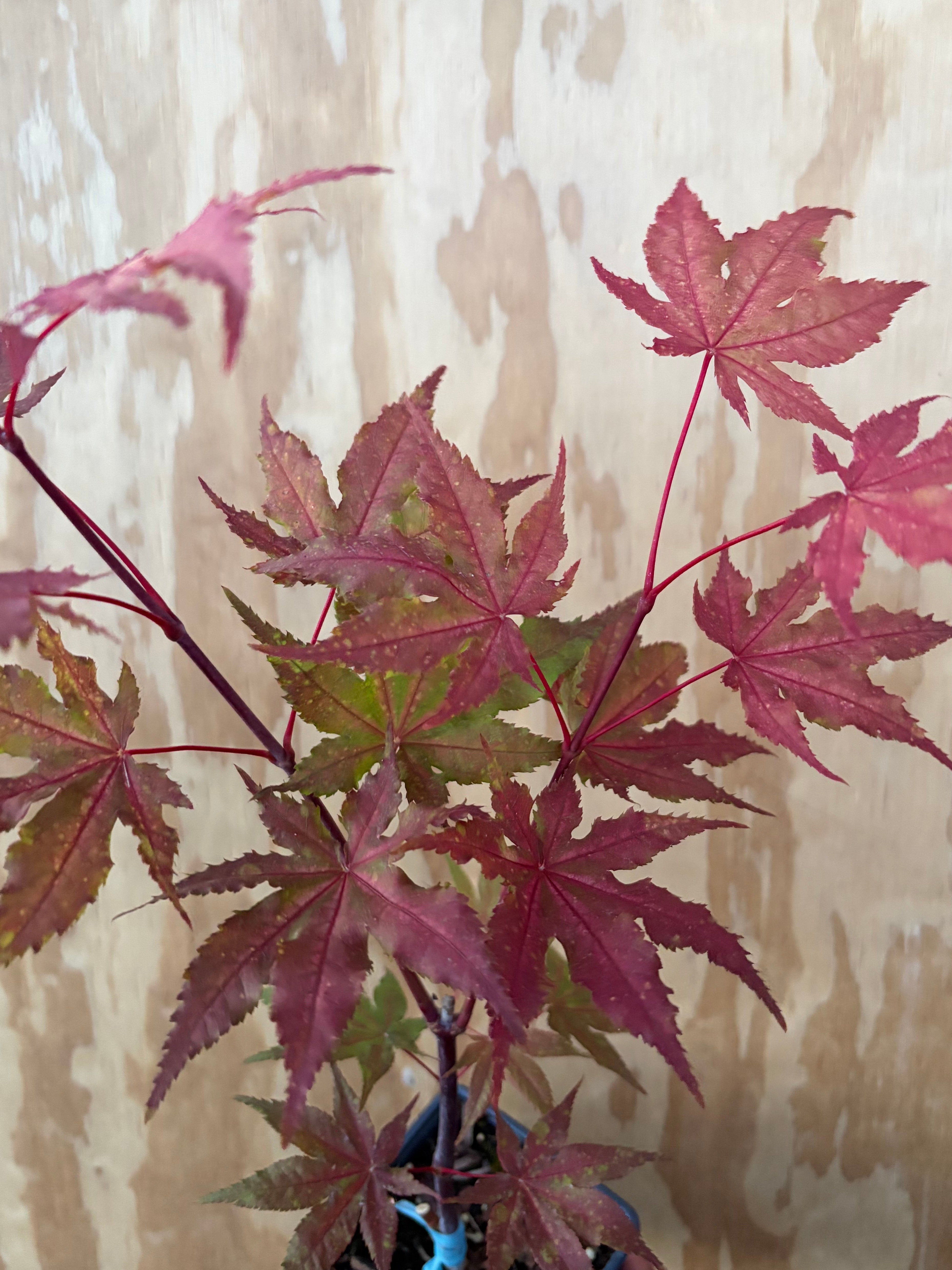 Acer Palmatum ‘Amber Ghost’