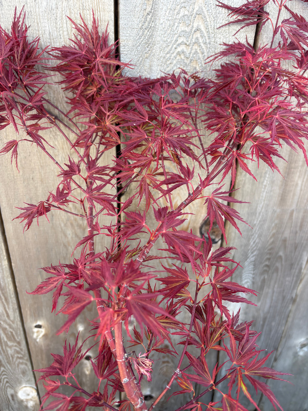 Acer Palmatum ‘Scarlett Princess’