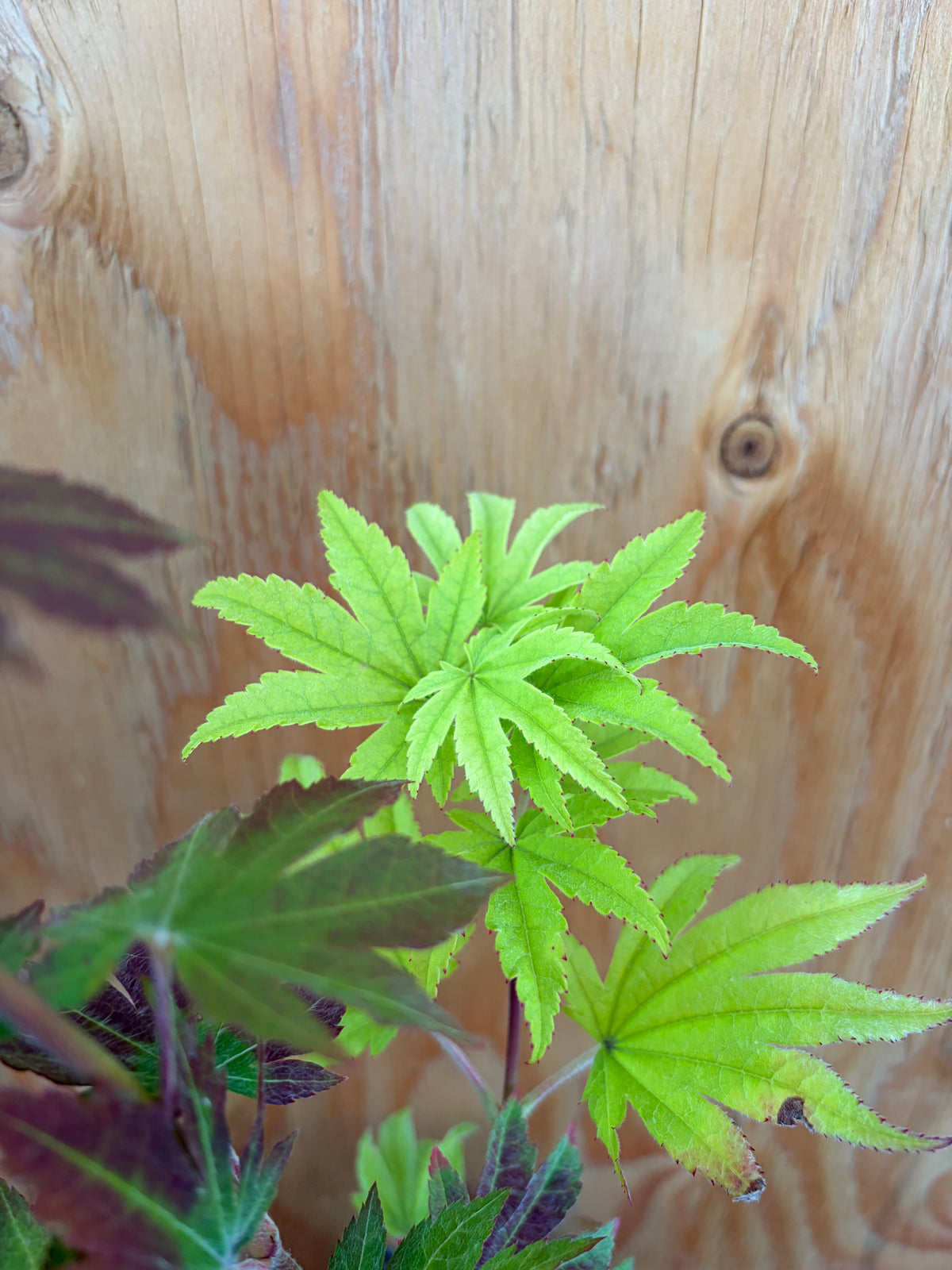 A.Sieb. ‘Ogurayama’