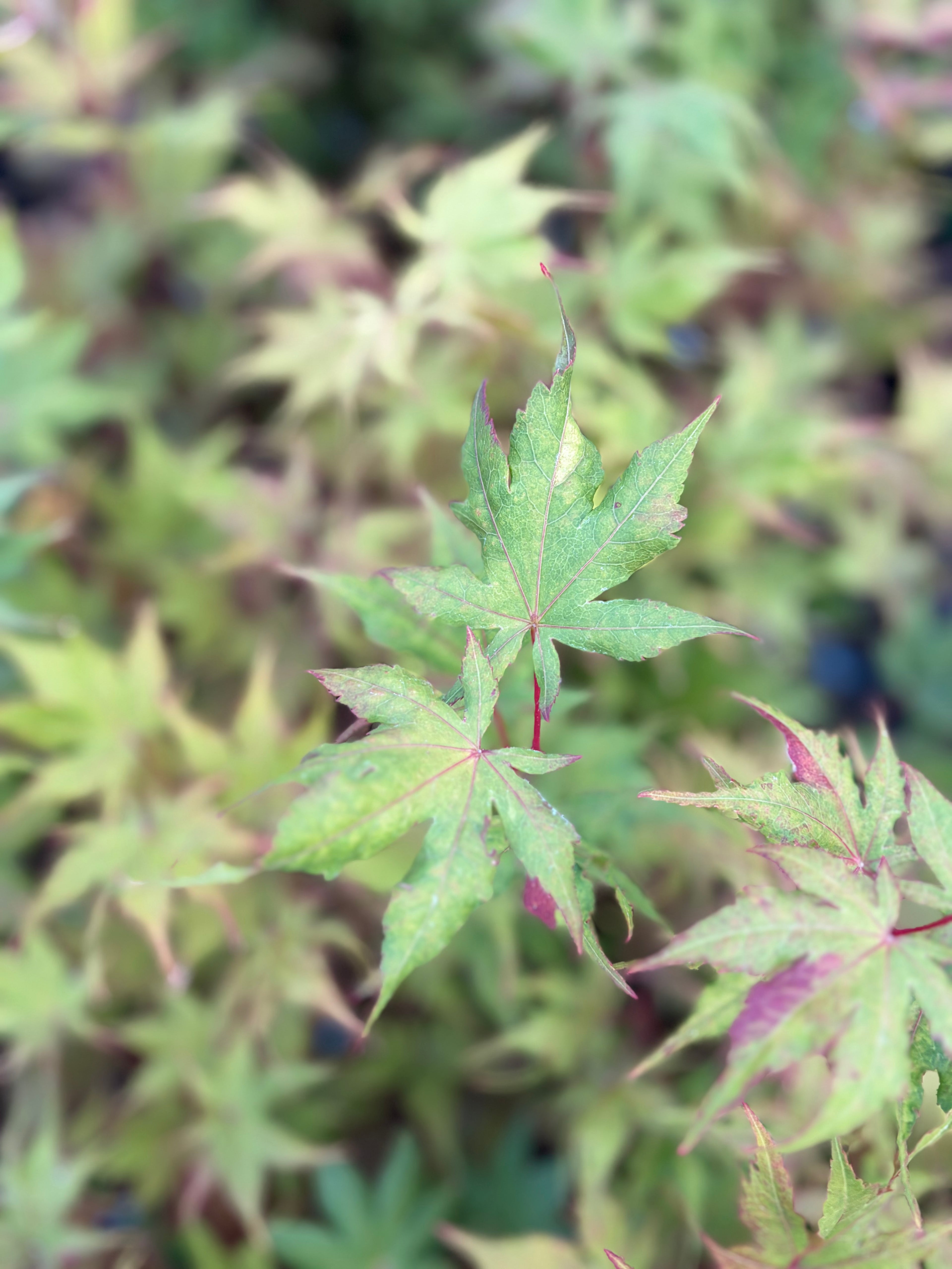 Acer Palmatum ‘Celebration’