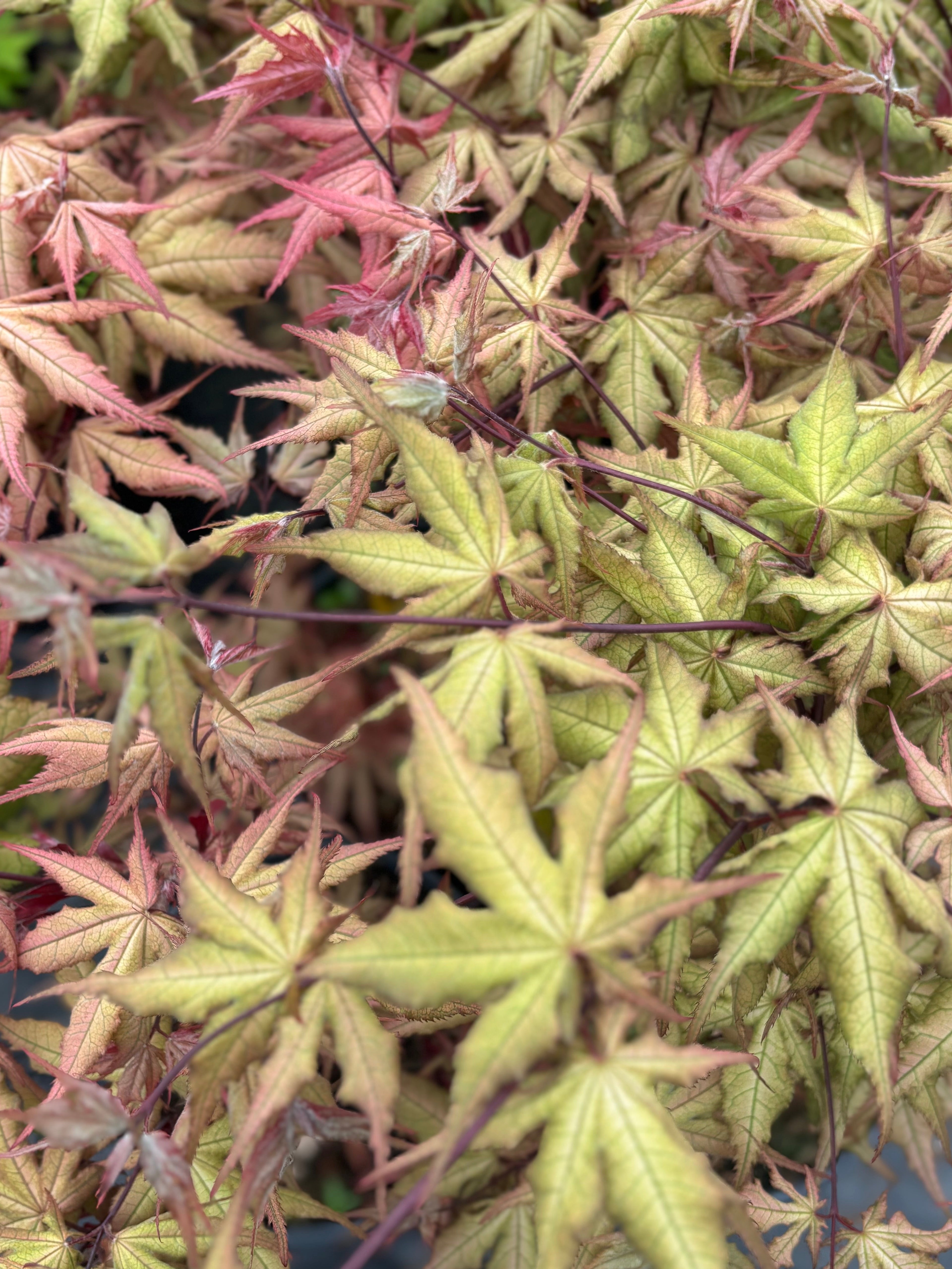 Acer Palmatum ‘Ruby De Sofia’