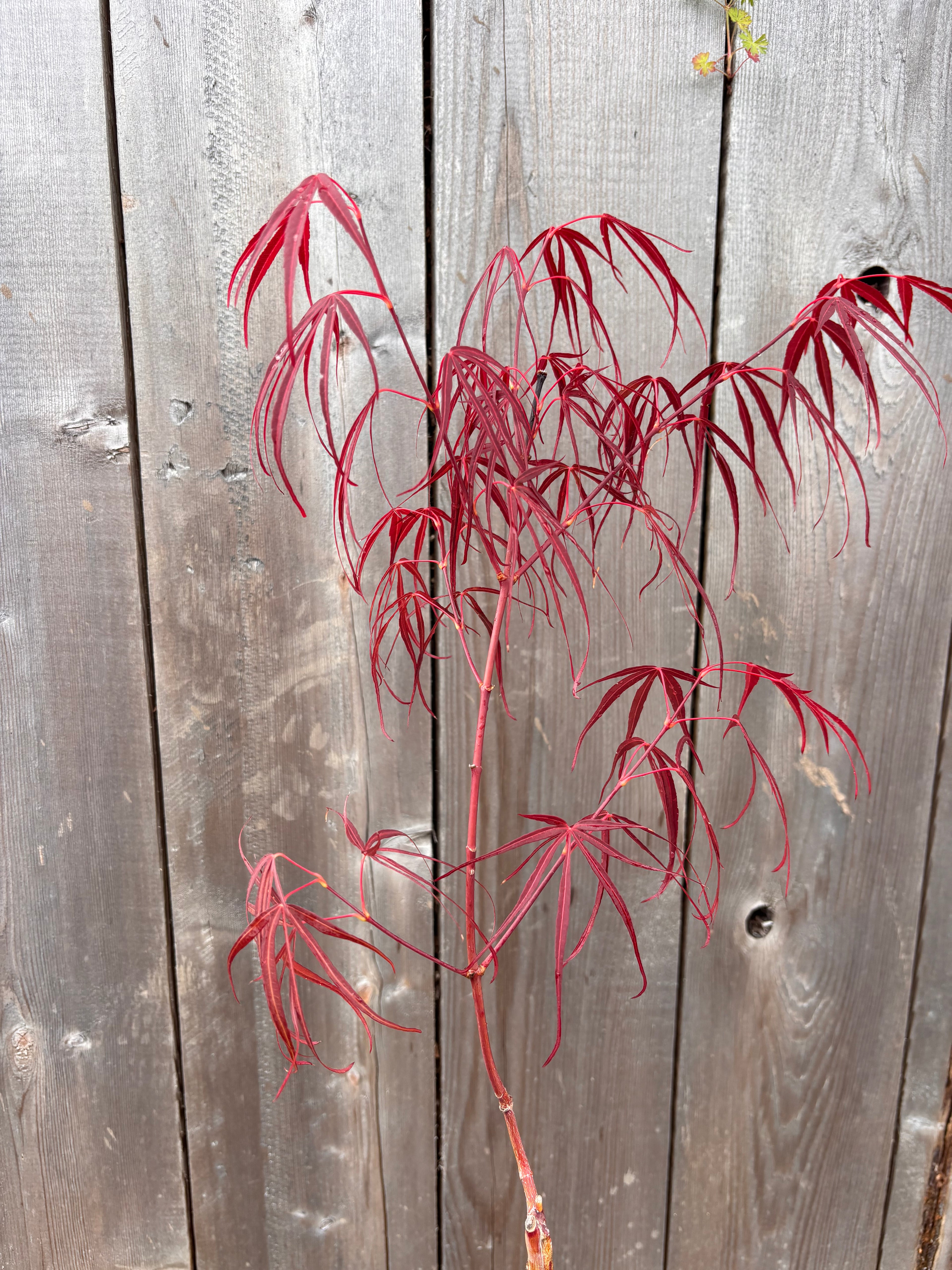 Acer Palmatum ‘Red Cloud’