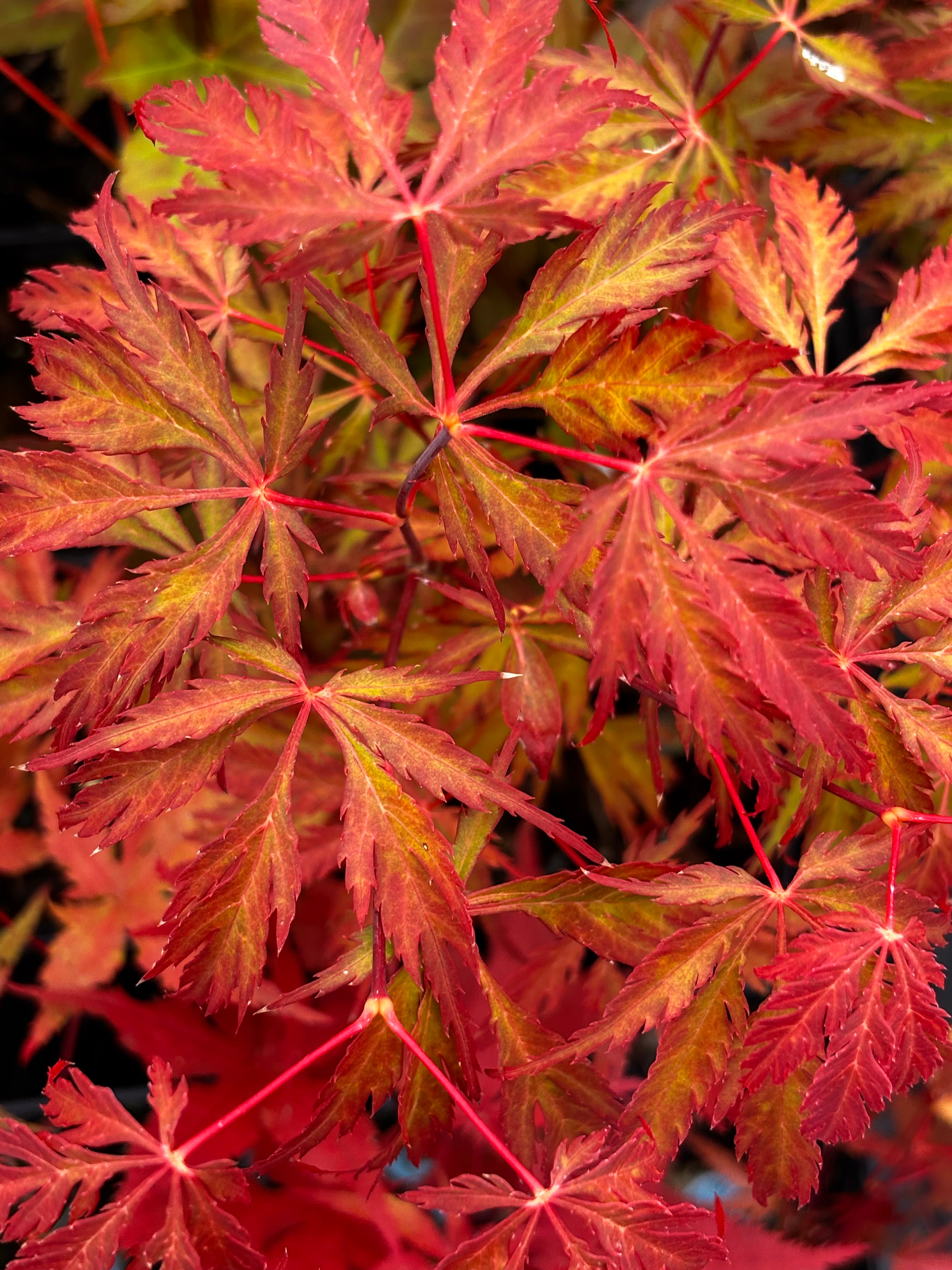 Acer Palmatum Dissectum ‘Heartbeat’