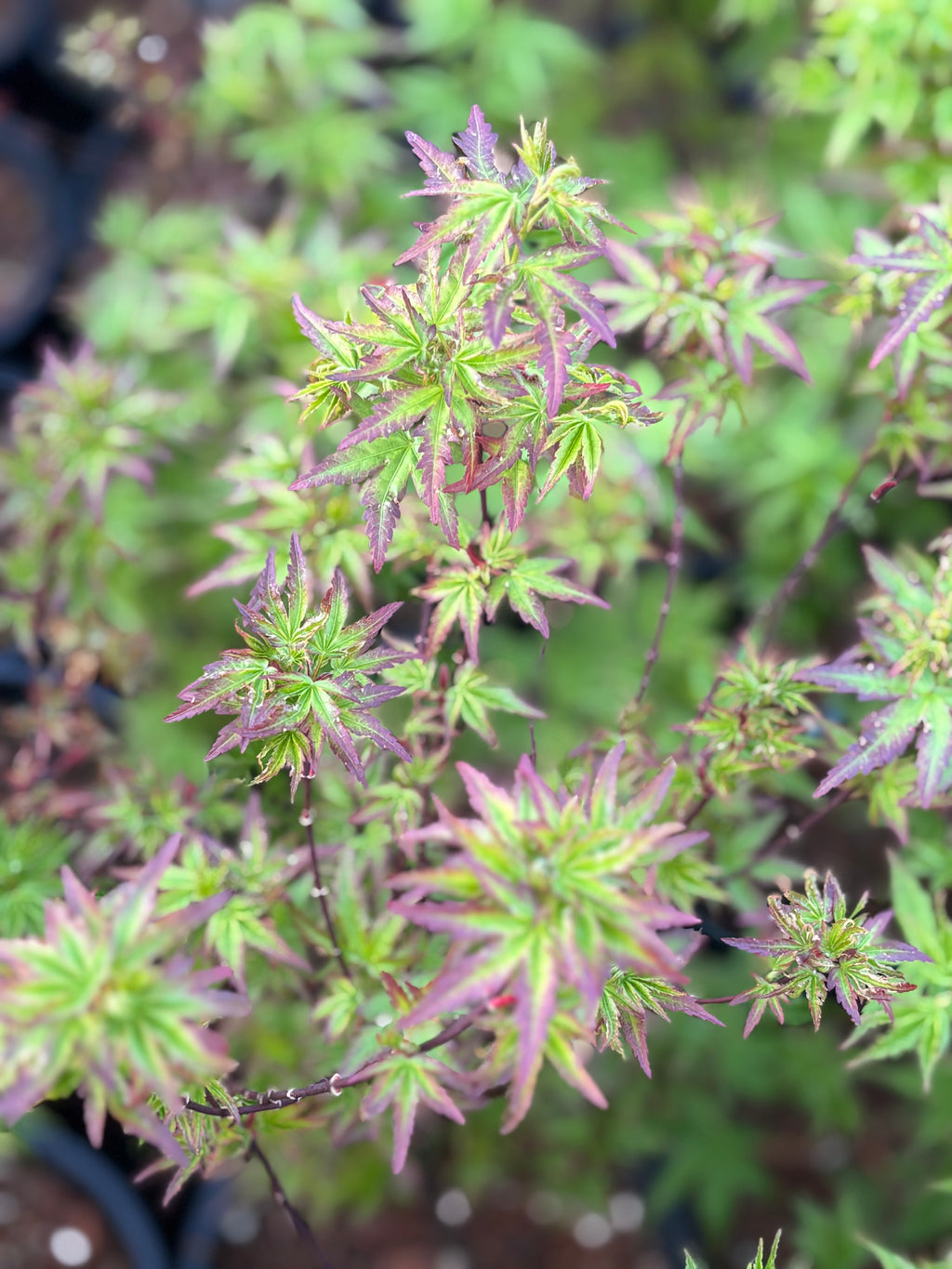 Acer Palmatum ‘Columba’
