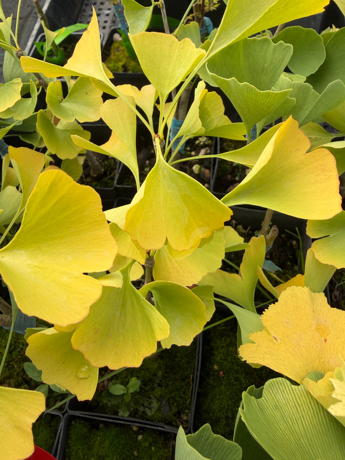 Ginkgo ‘Snow Cloud’