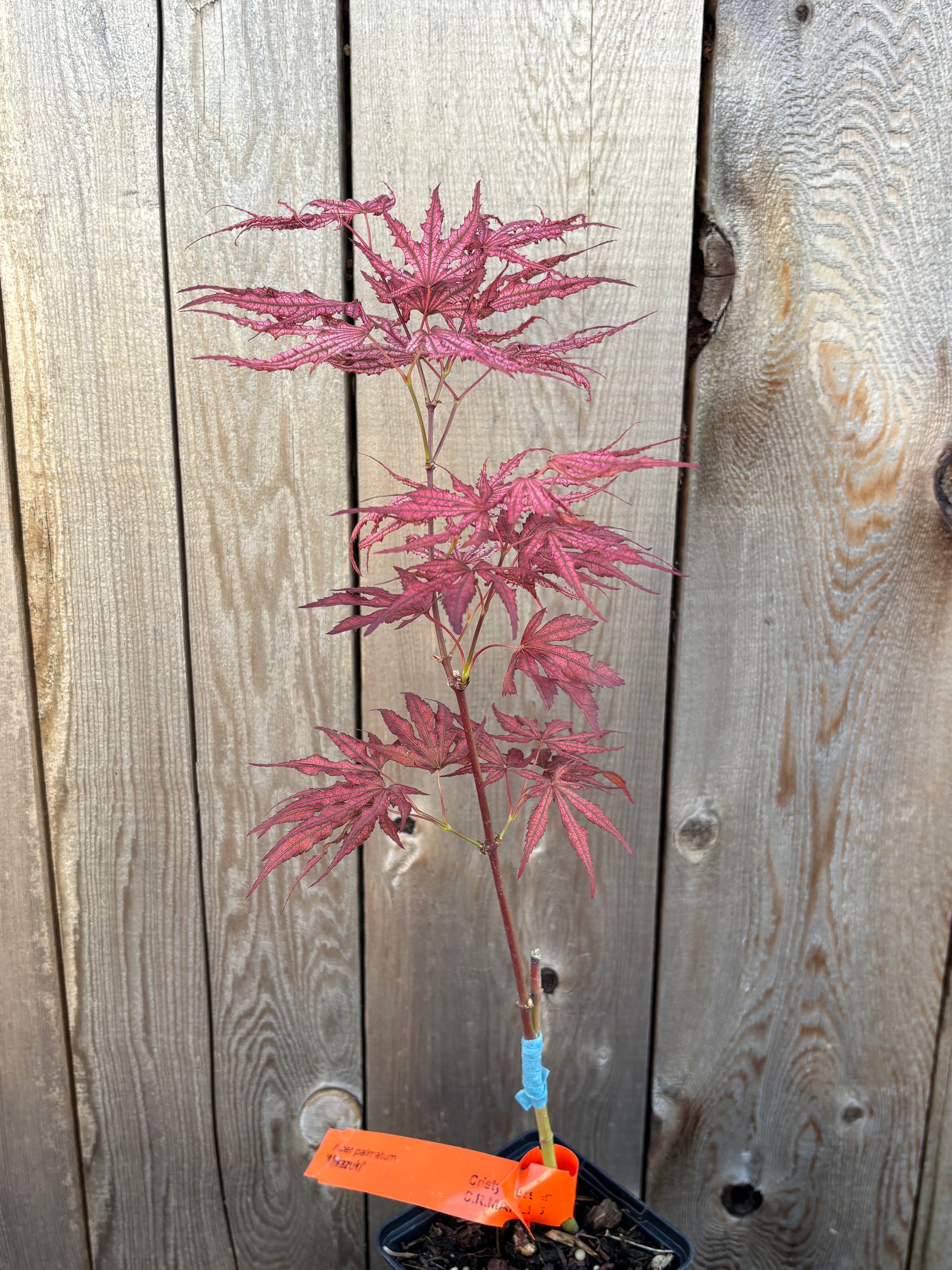 Acer Palmatum ‘Mikazuki’