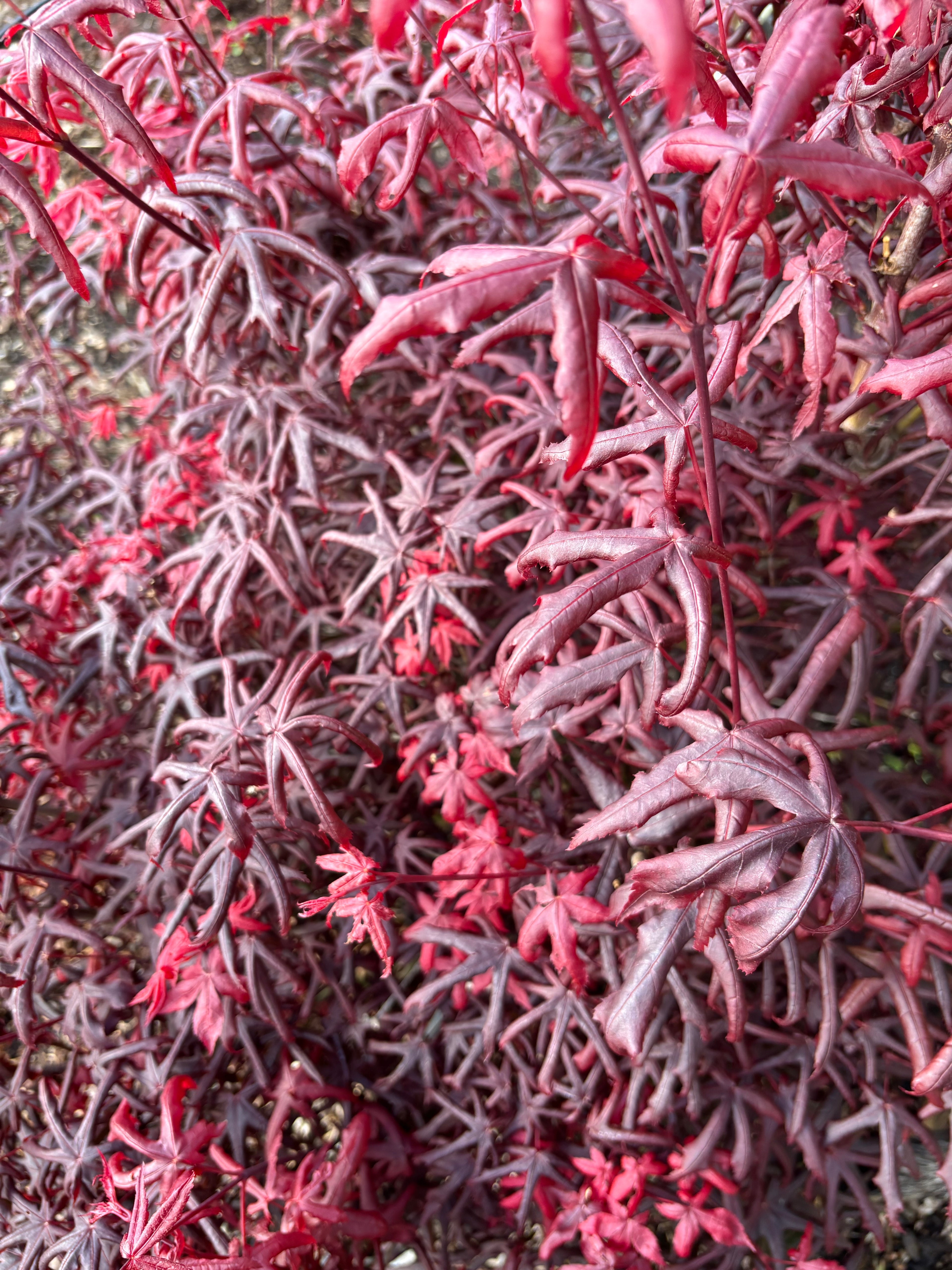 Acer Palmatum ‘Peve Starfish’