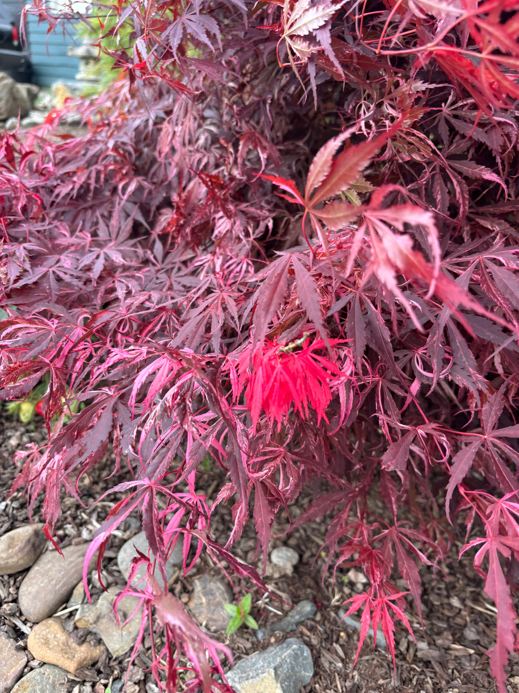 Acer Palmatum ‘Lileeane’s Jewels’