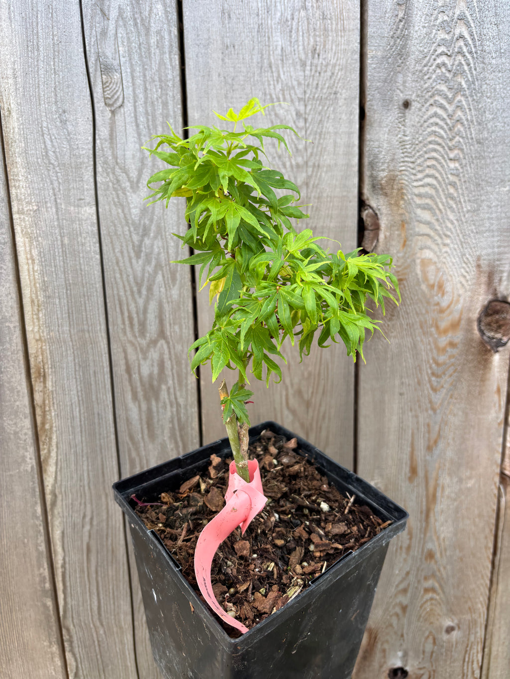 Acer Palmatum ‘El Tigre’ Mendoza