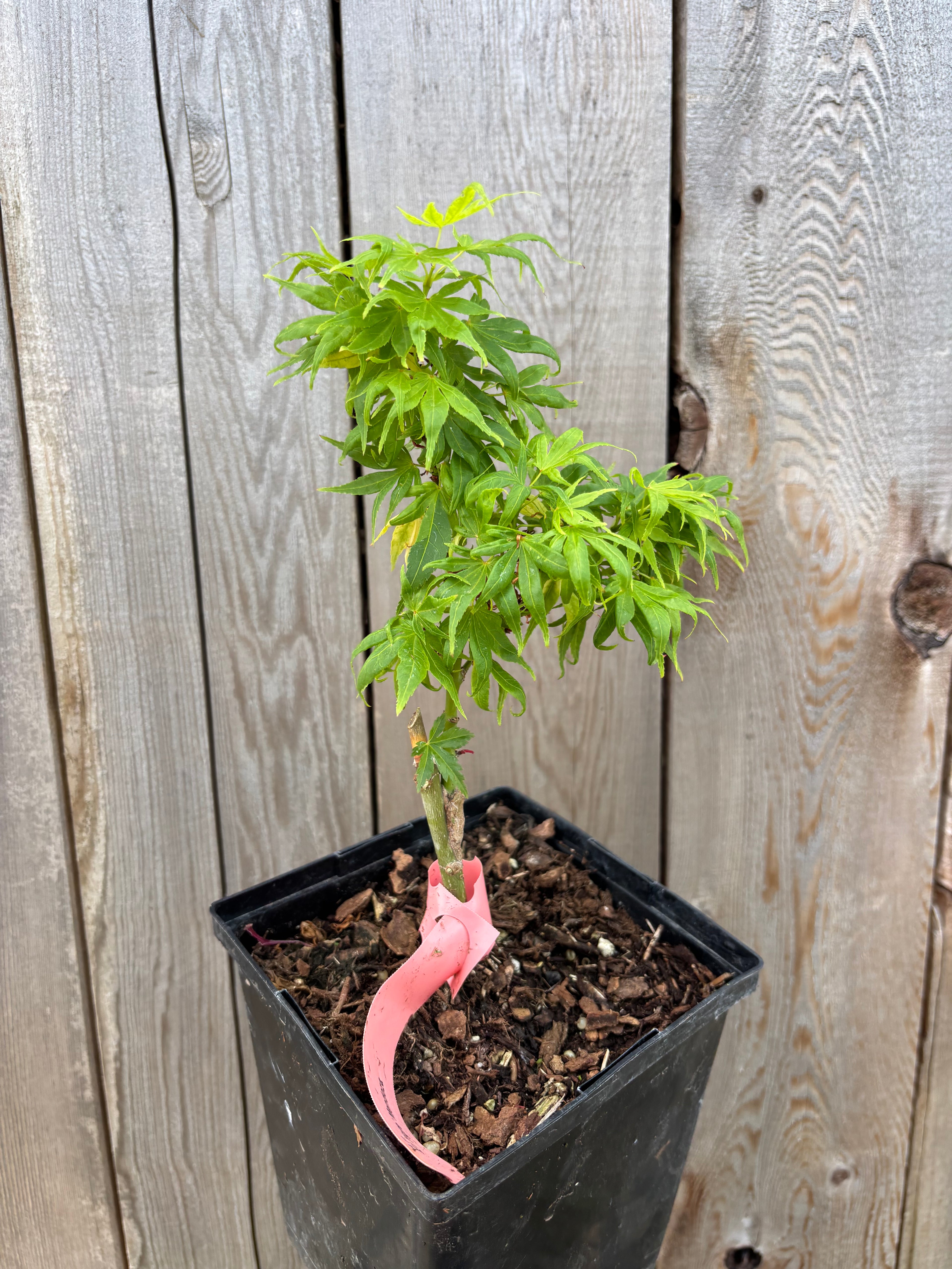 Acer Palmatum ‘El Tigre’ Mendoza