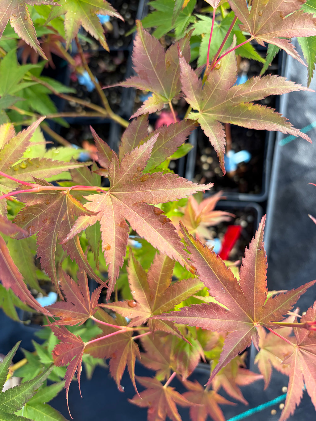 Acer Palmatum ‘Peve Multicolor’