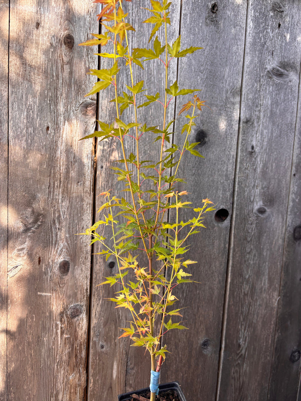 Acer Palmatum ‘Saiho’