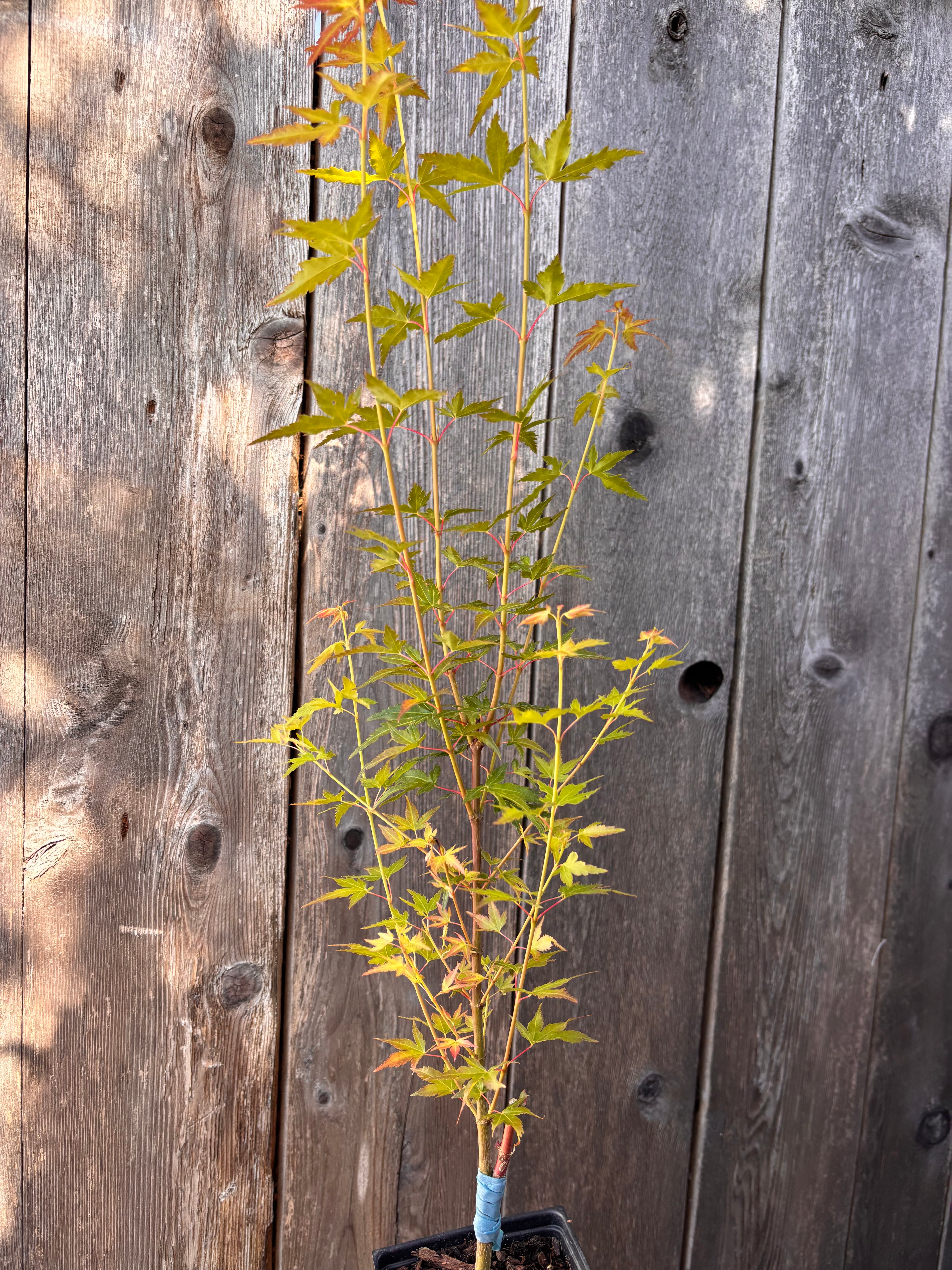 Acer Palmatum ‘Saiho’