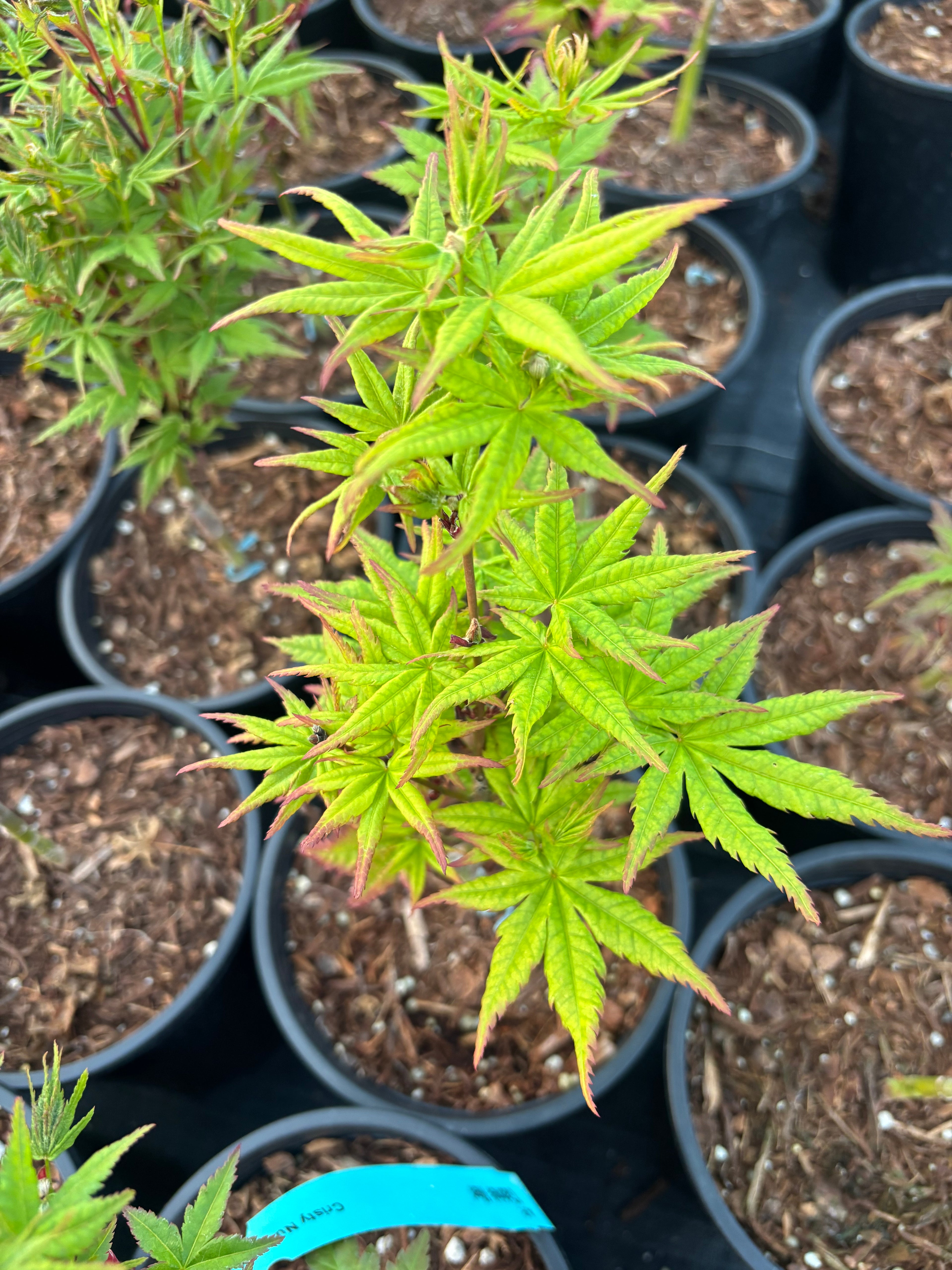Acer Palmatum ‘Gabriela Mendoza’ RARE
