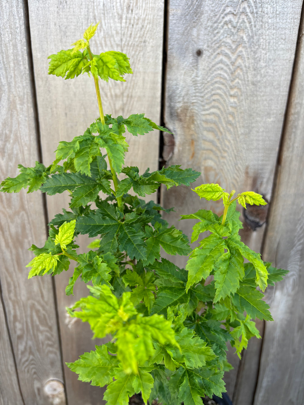 Acer Circinatum ‘Pacific Sprite’