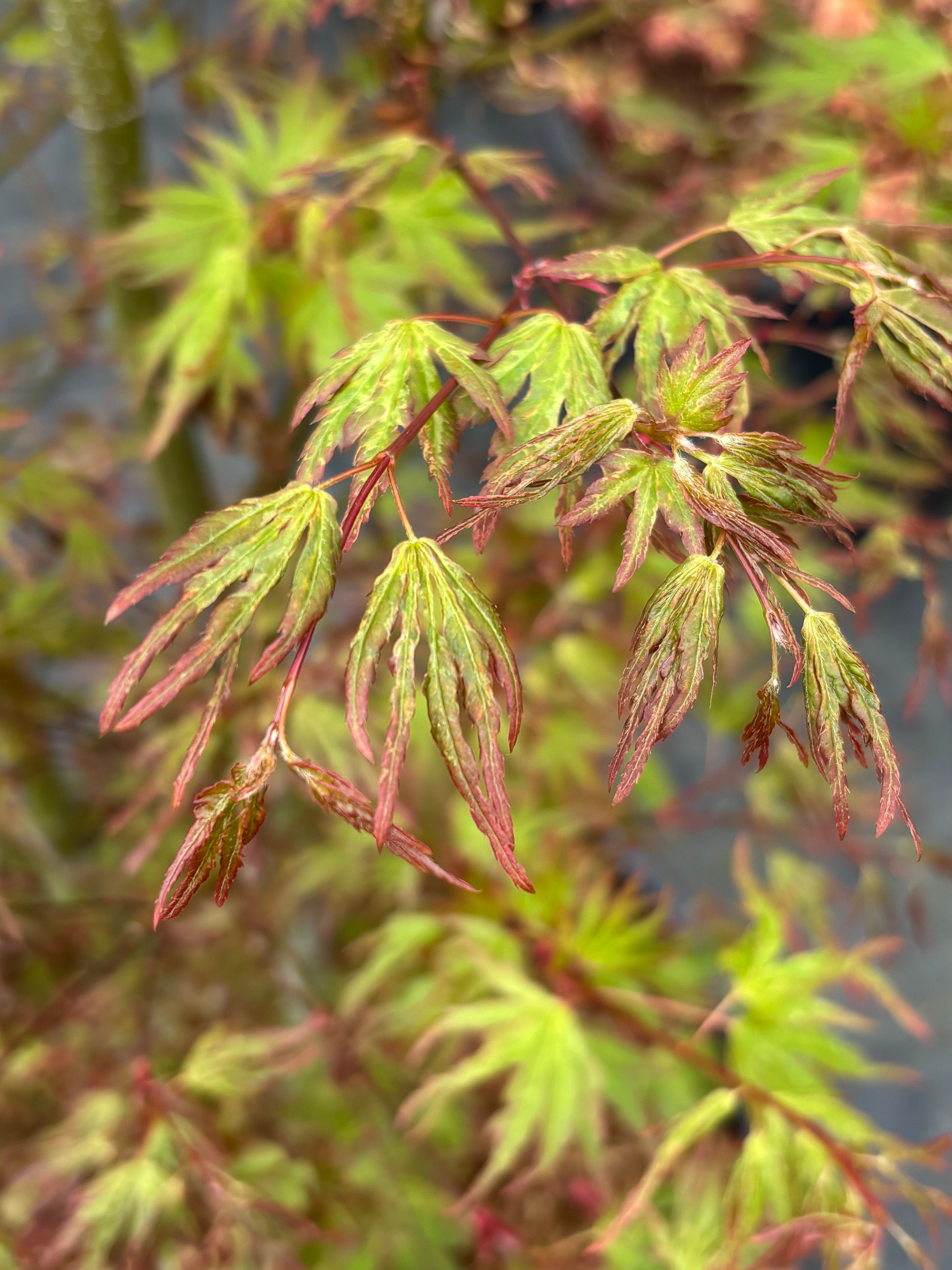 Acer Palmatum ‘La Bruja’