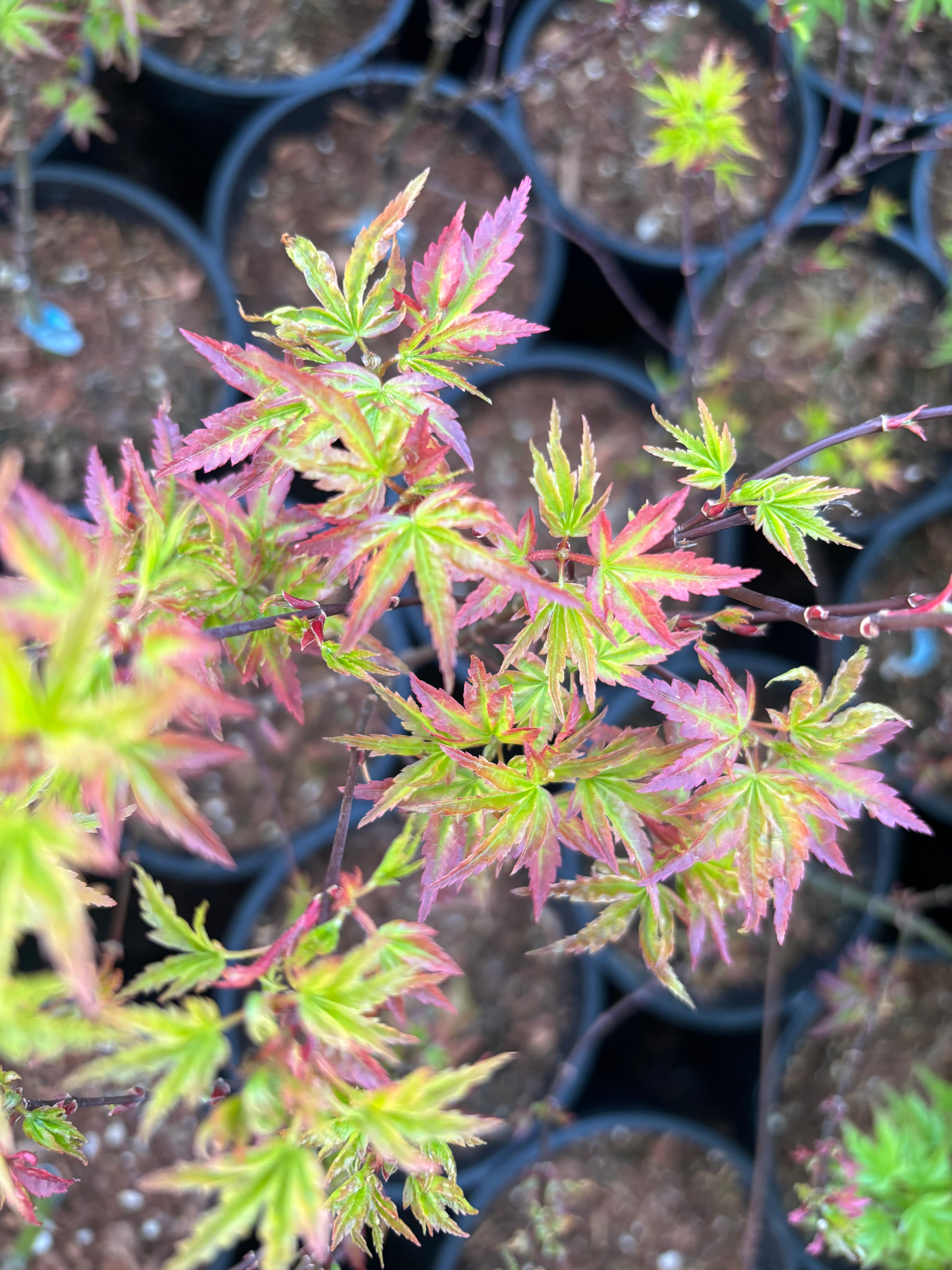 Acer Palmatum ‘Columba’