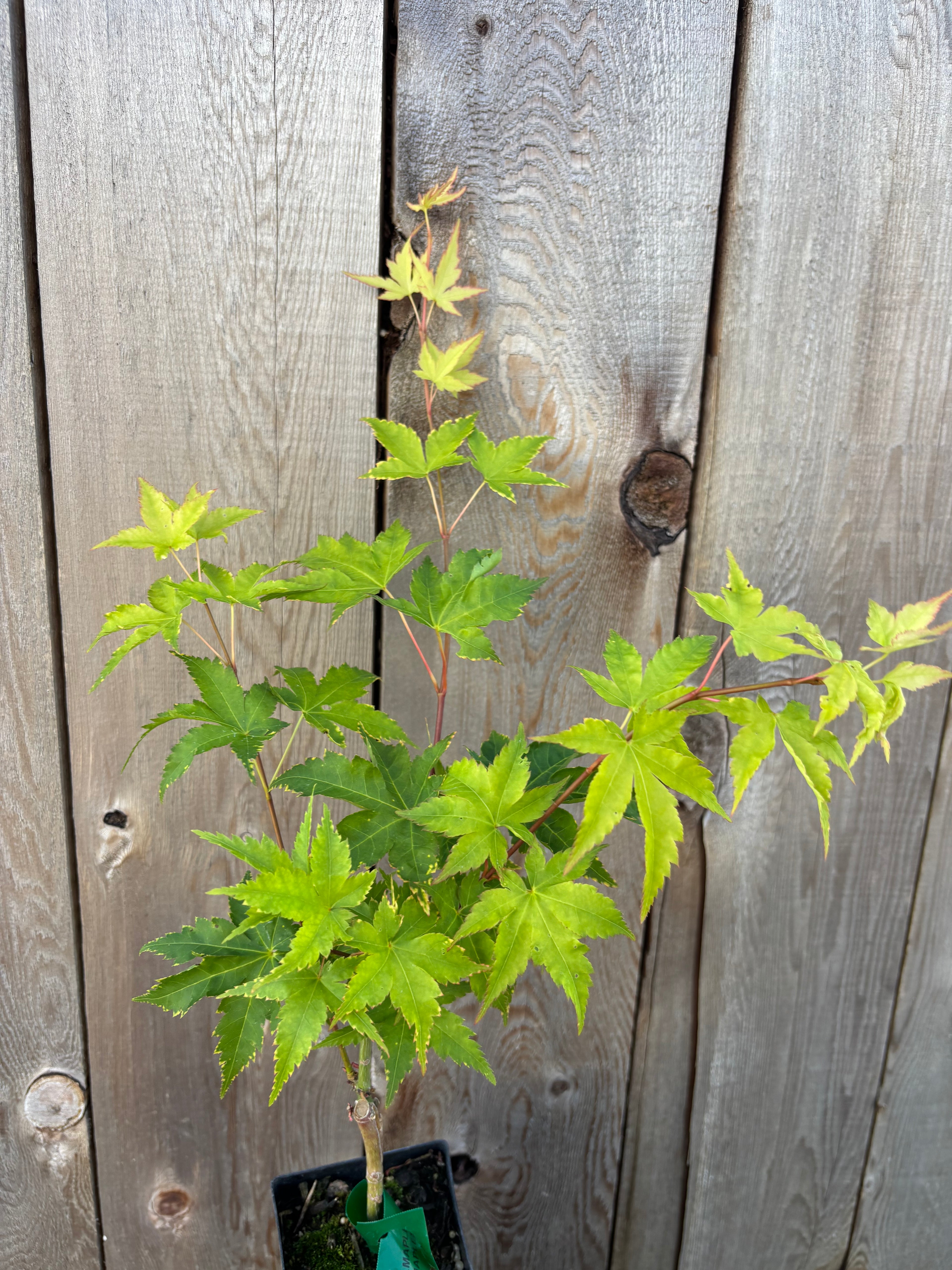 Acer Palmatum ‘Sagara Nishiki’
