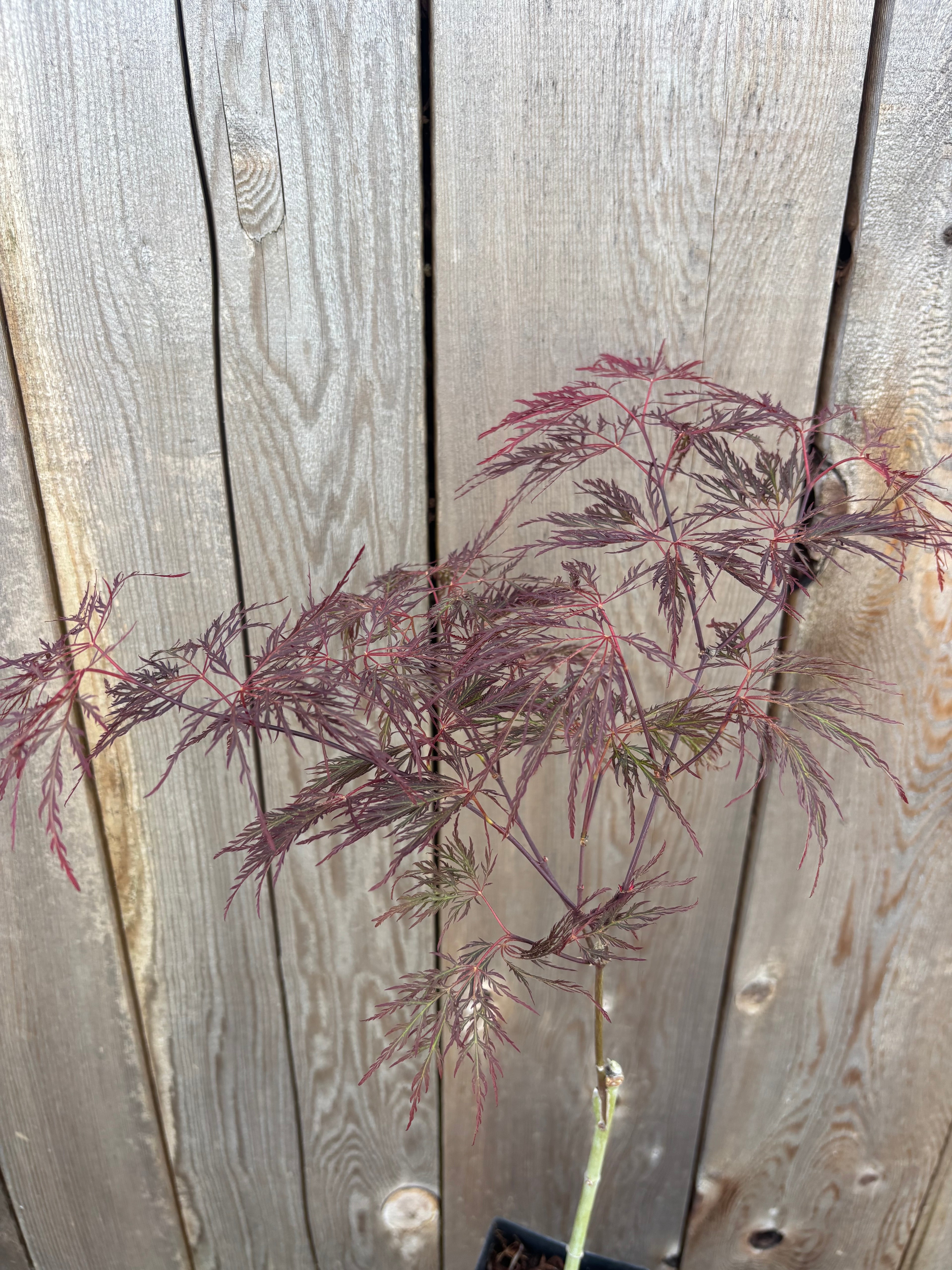 Acer Palmatum Dissectum ‘Red Filigree Lace’