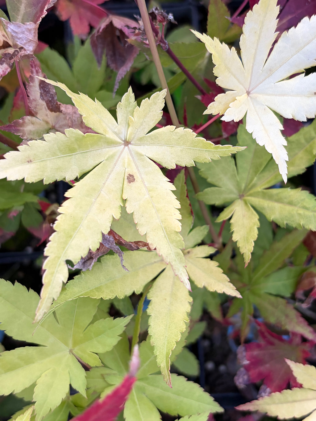 Acer Palmatum ‘Yellow Cascade’