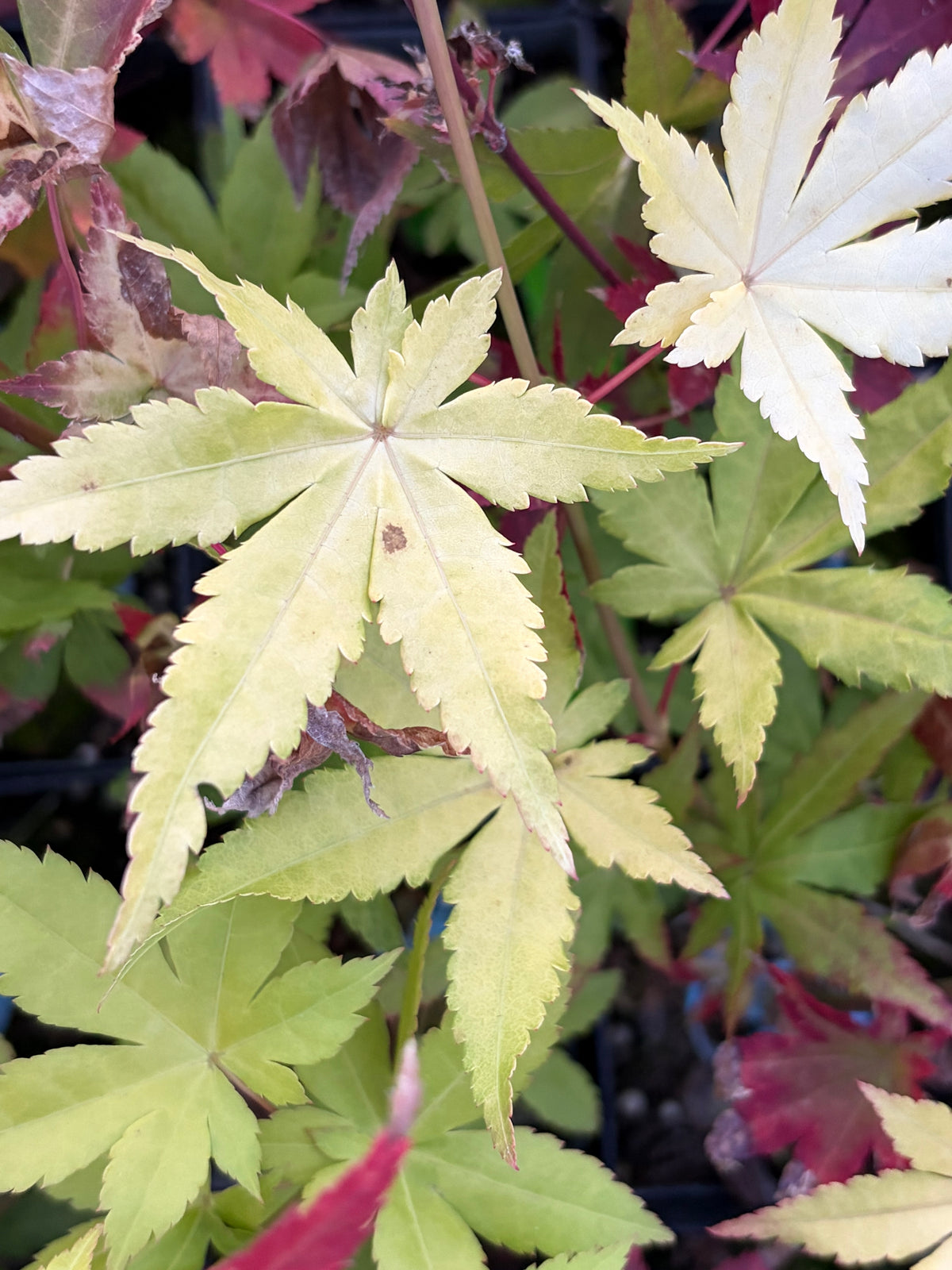 Acer Palmatum ‘Yellow Cascade’