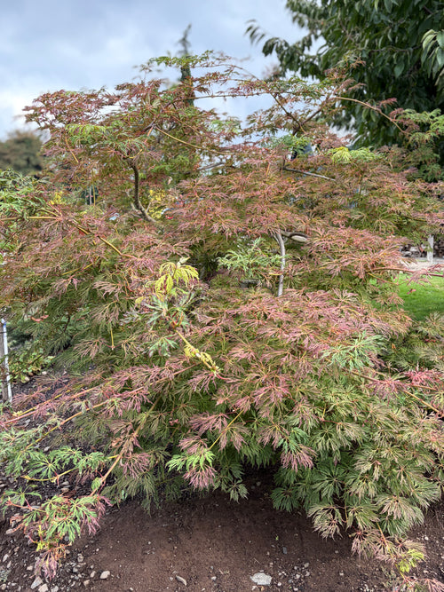 Acer Japonicum ‘Oregon Fern’