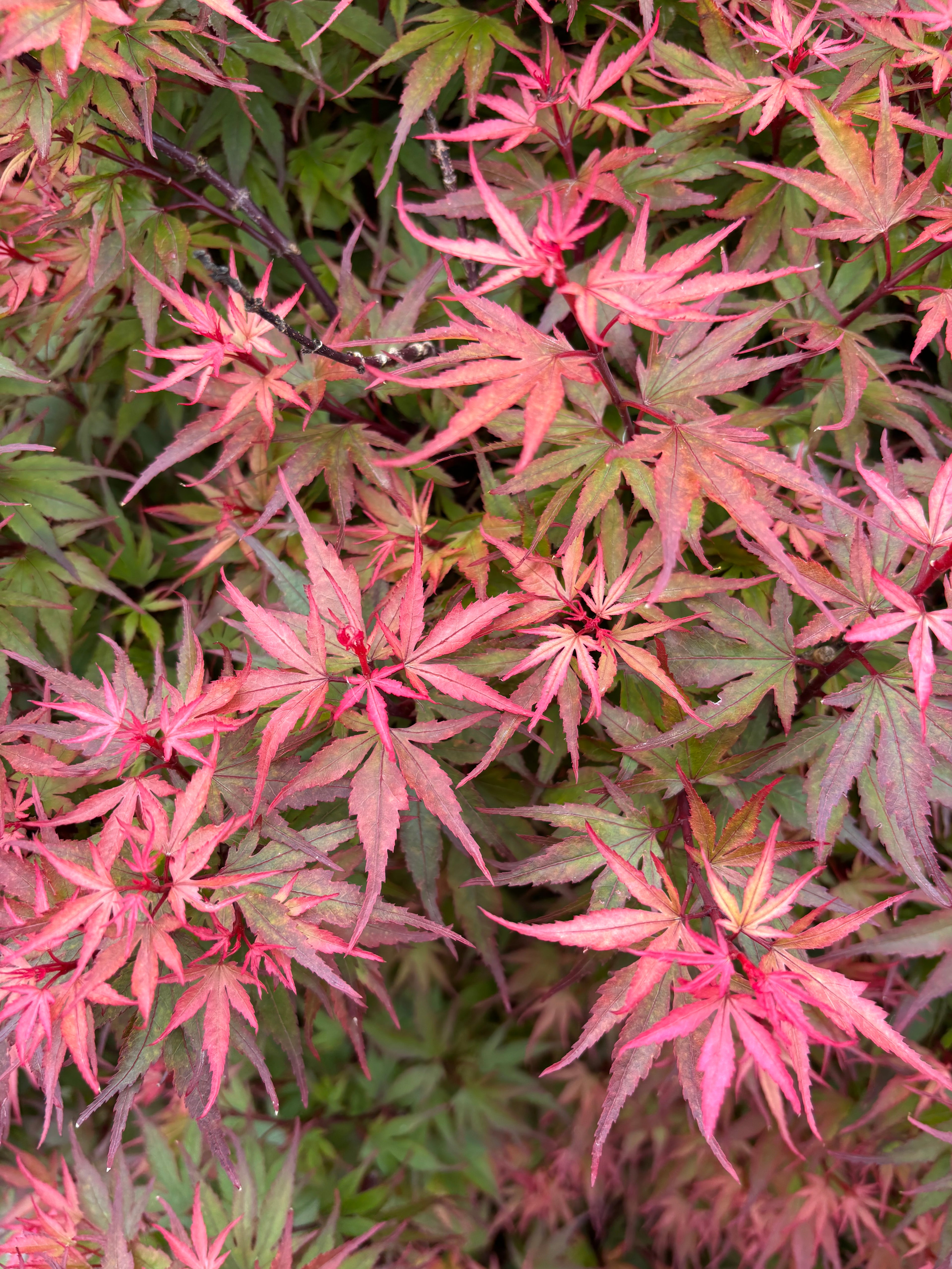 Acer Palmatum ‘Kuro Hime’