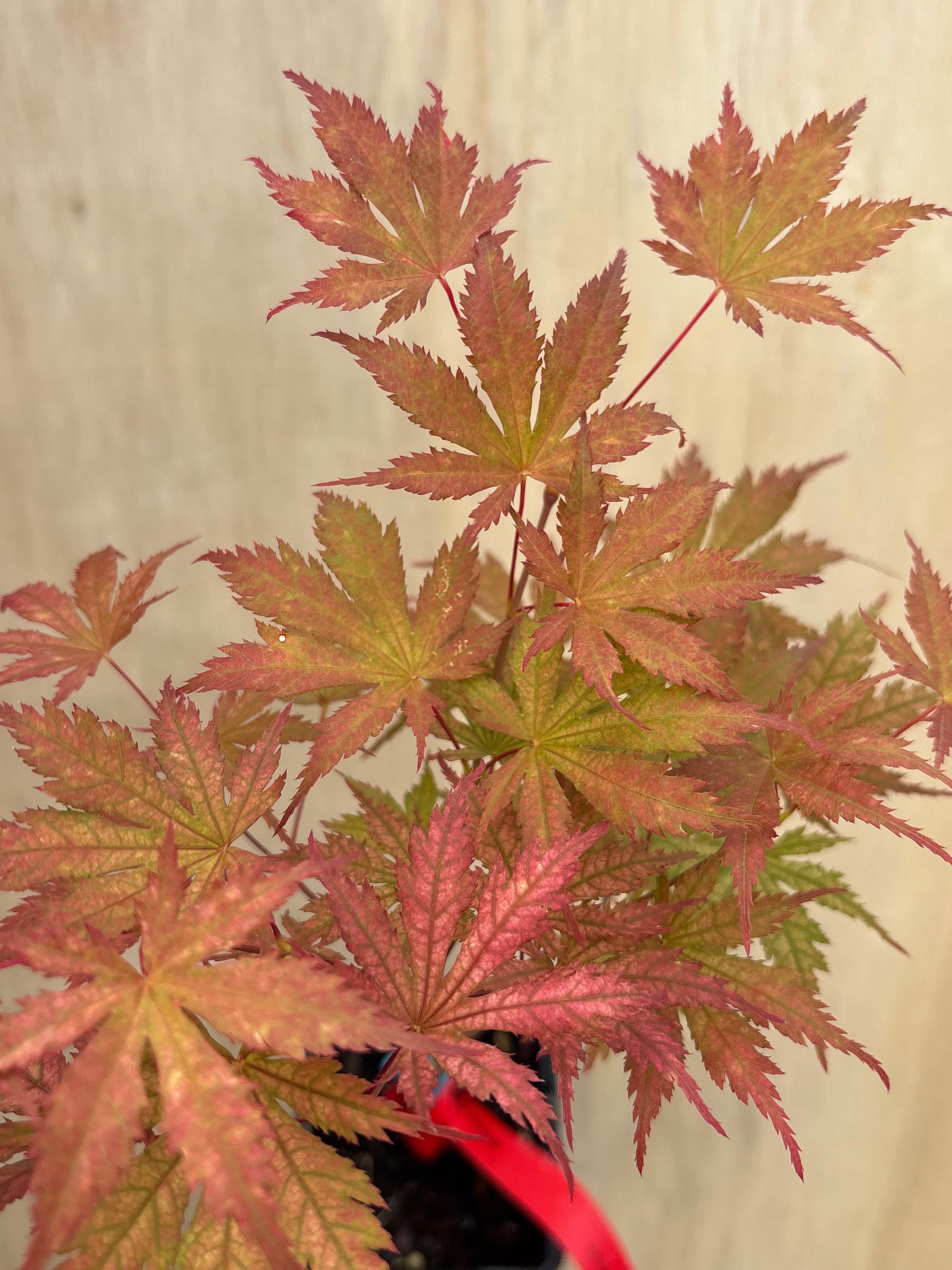 Acer Palmatum ‘Ariadne’