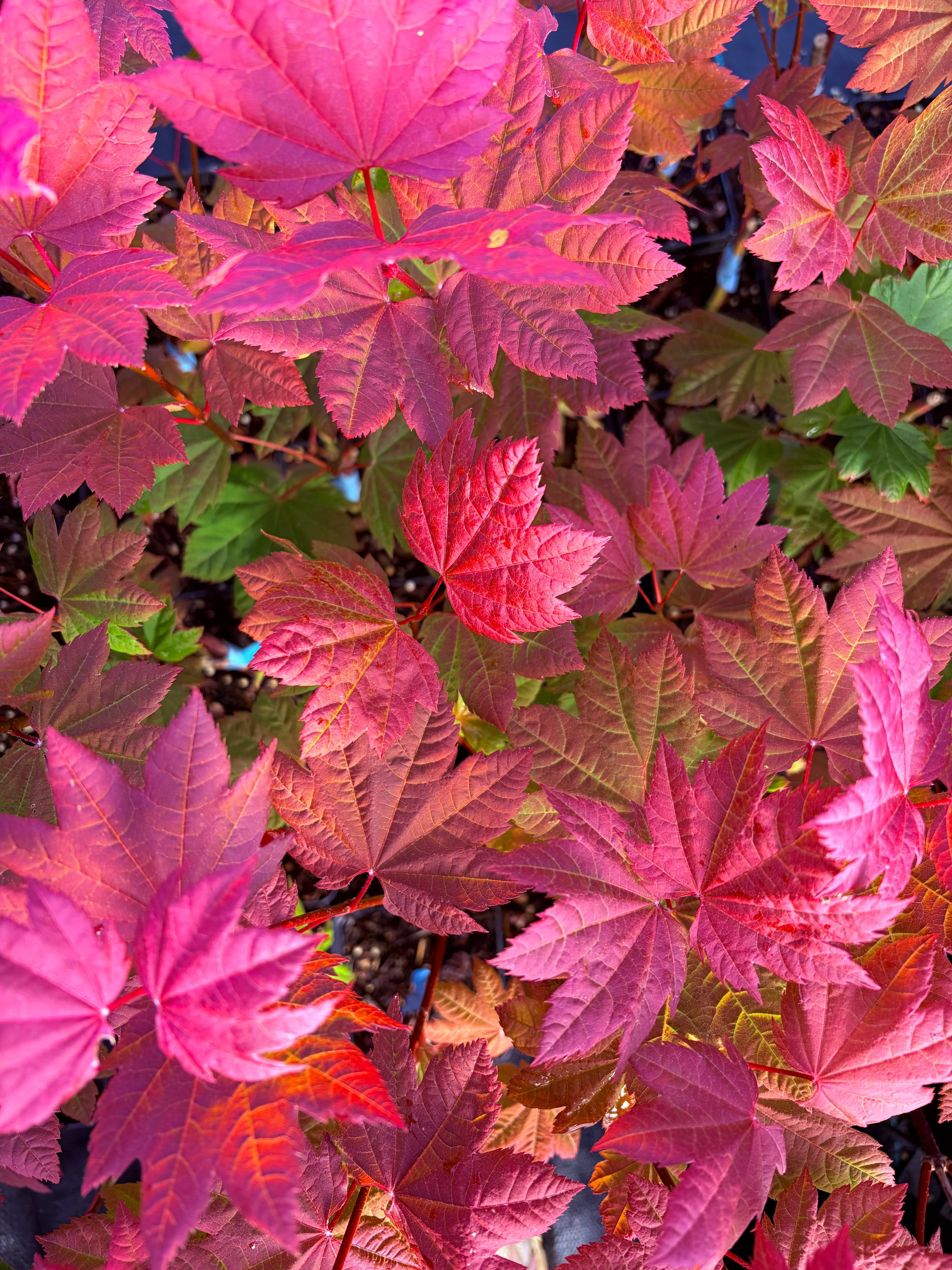Acer Circinatum ‘Sunny Sister’