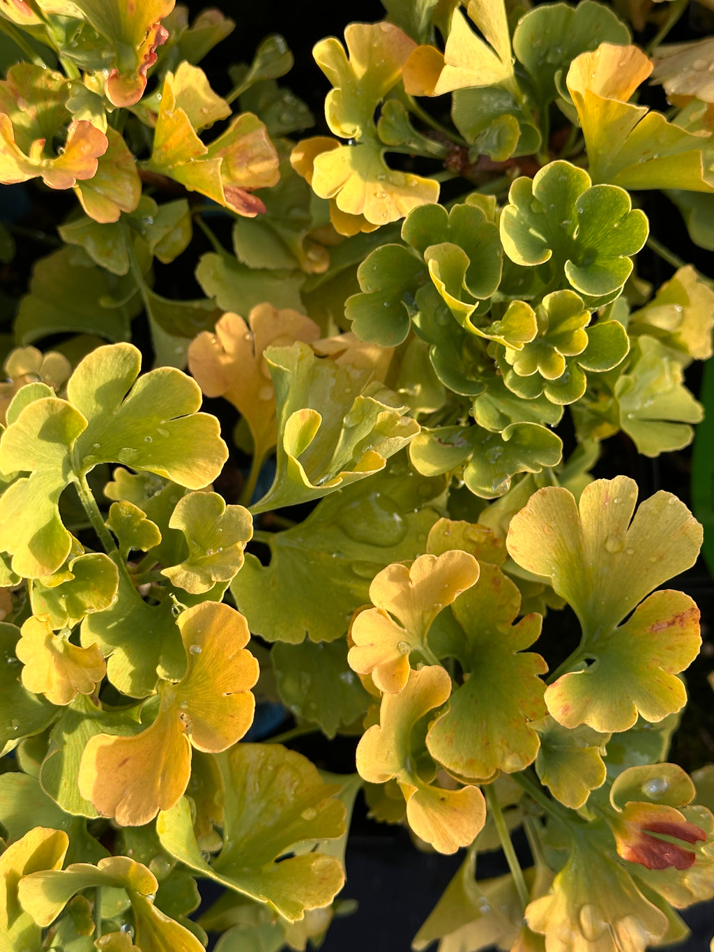 ginkgo biloba ‘mariken’