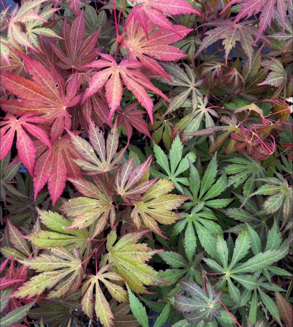 Acer Shirasawanum 'Royalty'
