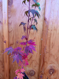 Acer Shirasawanum ‘Garden Glory’