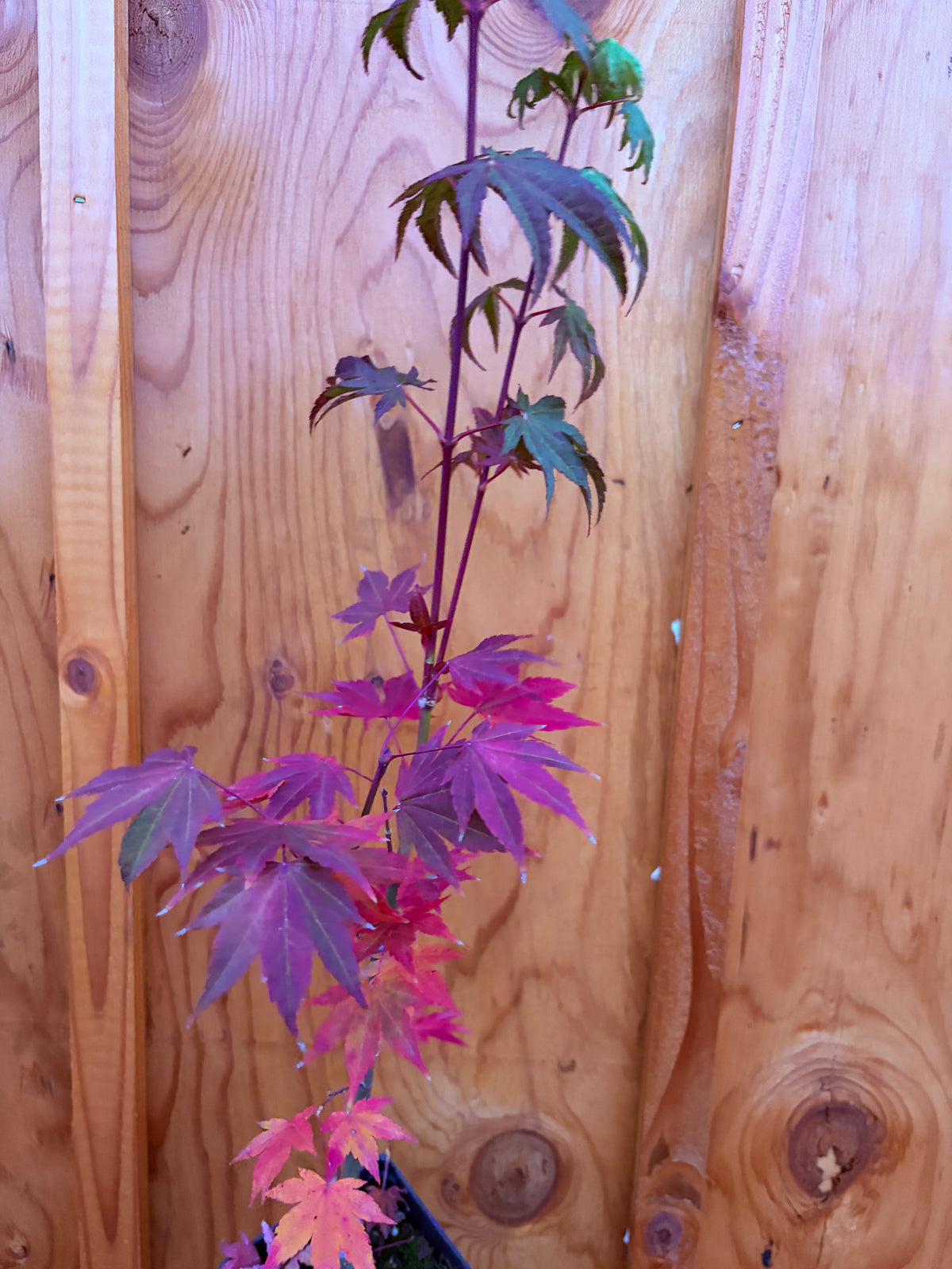 Acer Shirasawanum ‘Garden Glory’