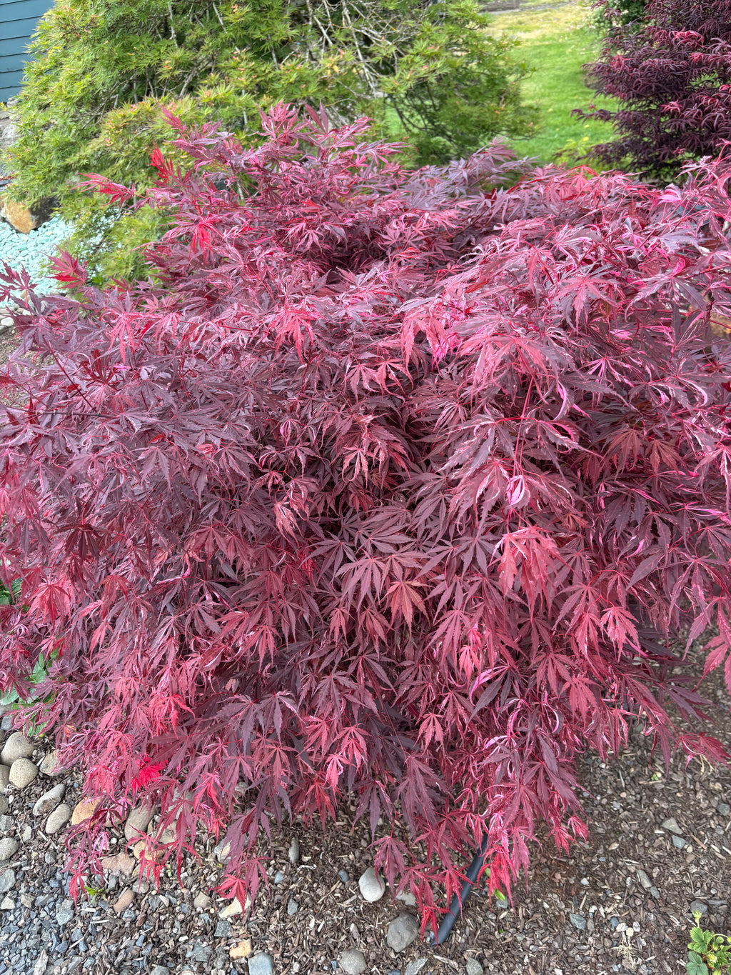 Acer Palmatum ‘Lileeane’s Jewels’