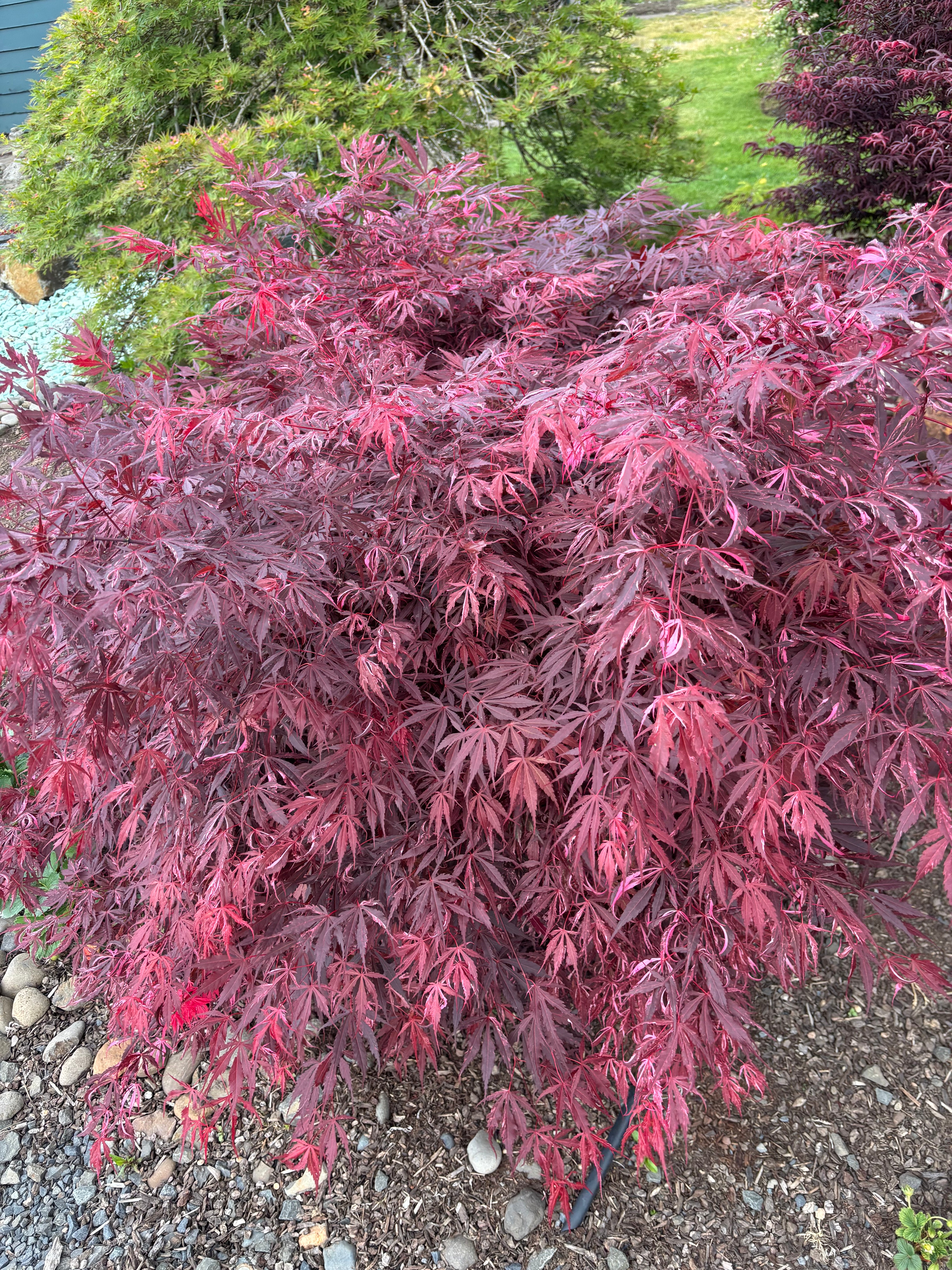 Acer Palmatum ‘Lileeane’s Jewels’