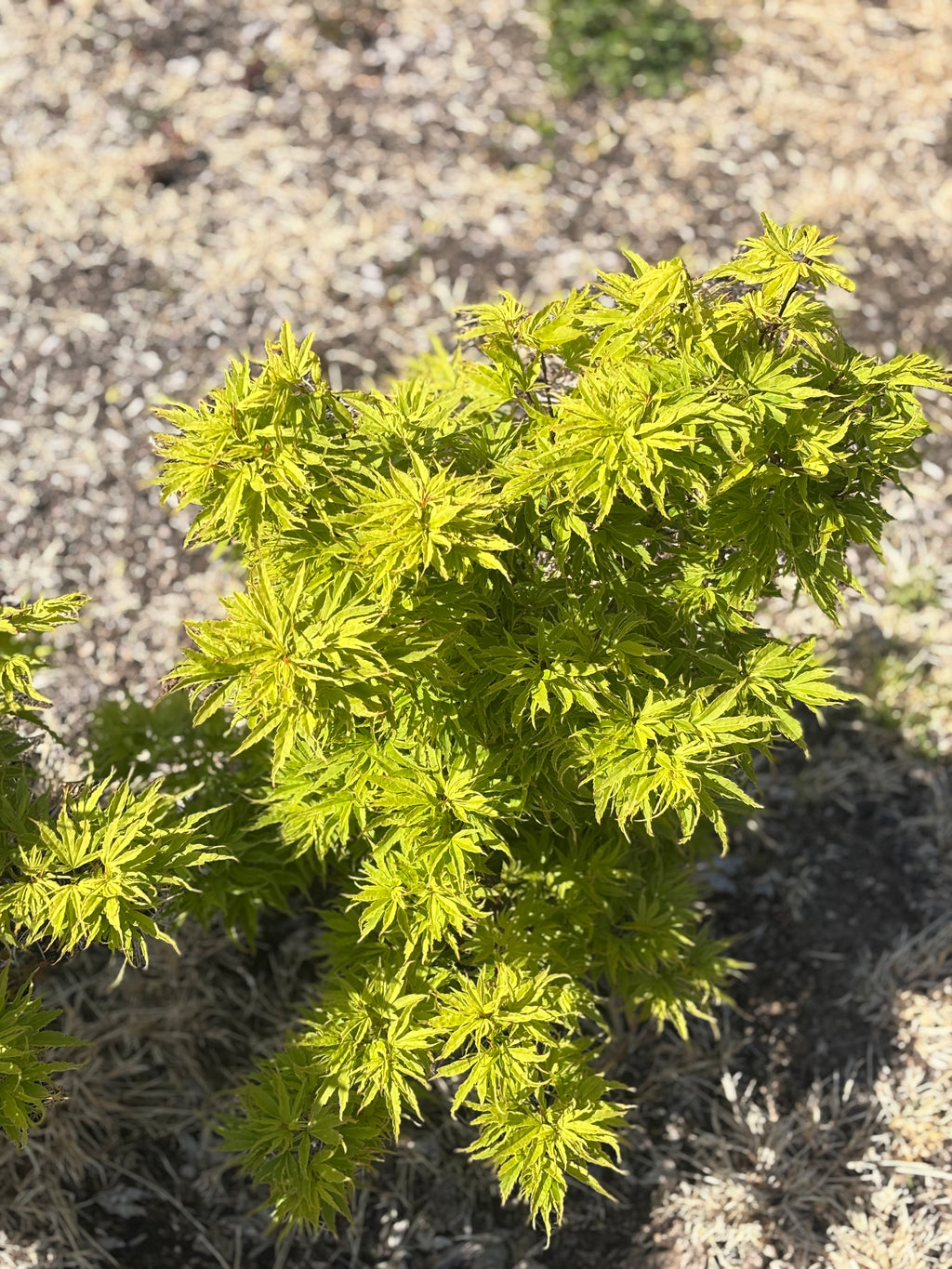Acer Palmatum ‘Raul The Prince’ NEW/RARE