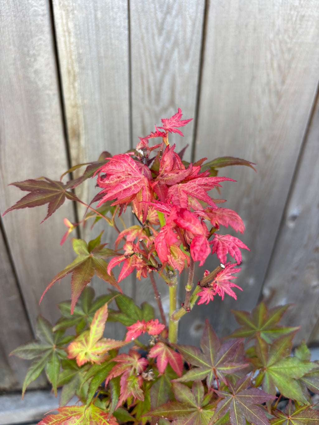 Acer Palmatum ‘Peaches & Cream’