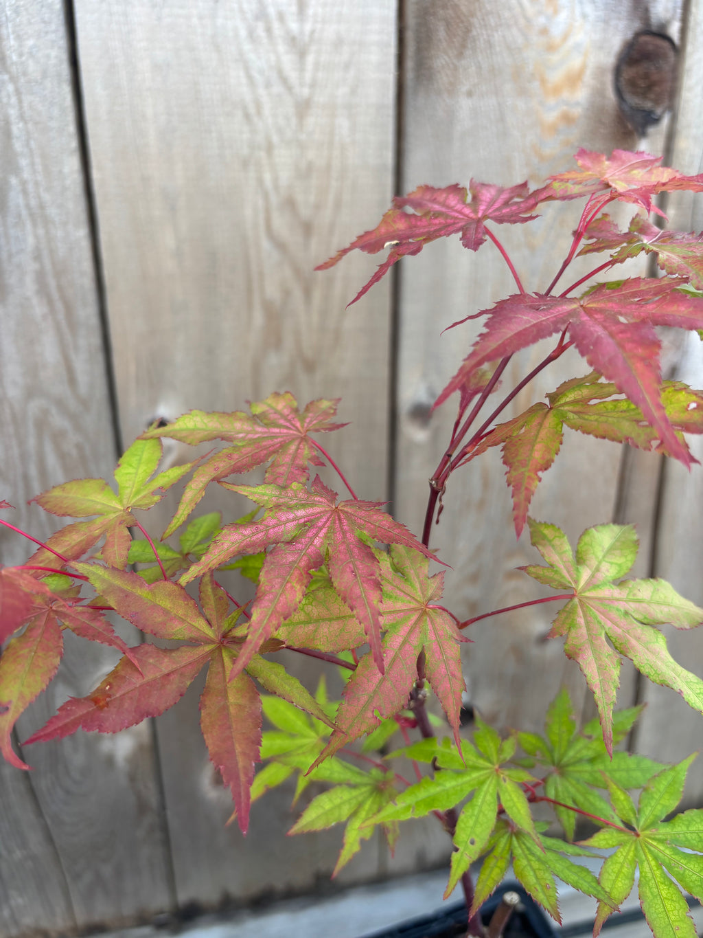 Acer Palmatum 'Pastel’
