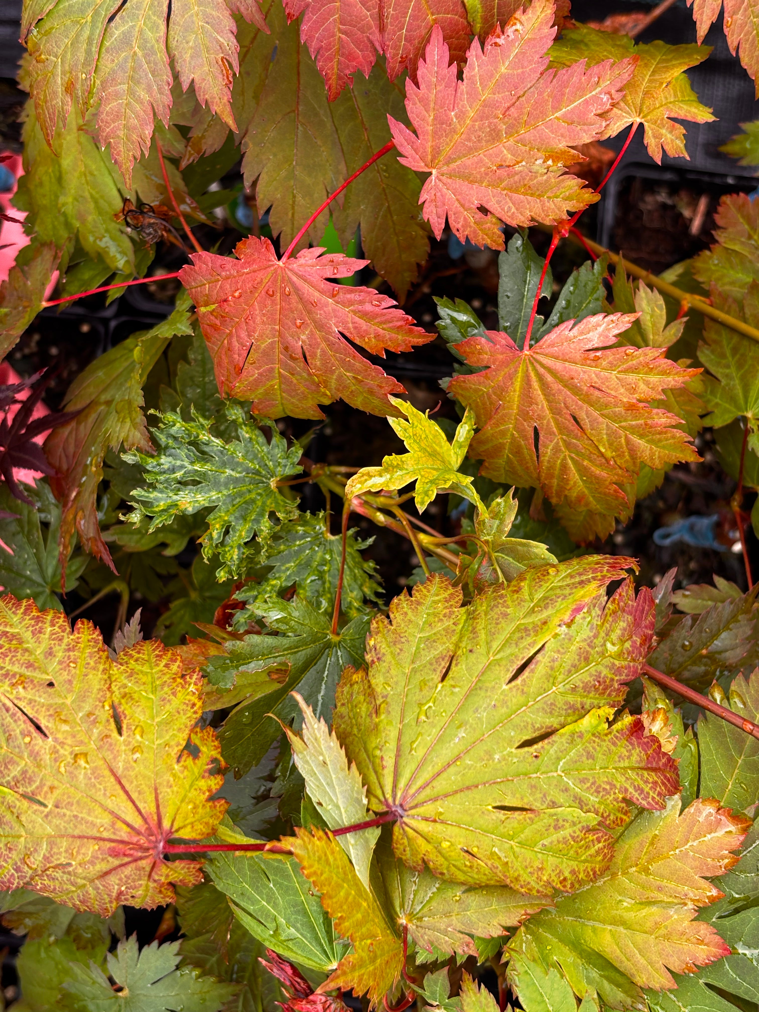 Acer Japonicum ‘O Otaki’