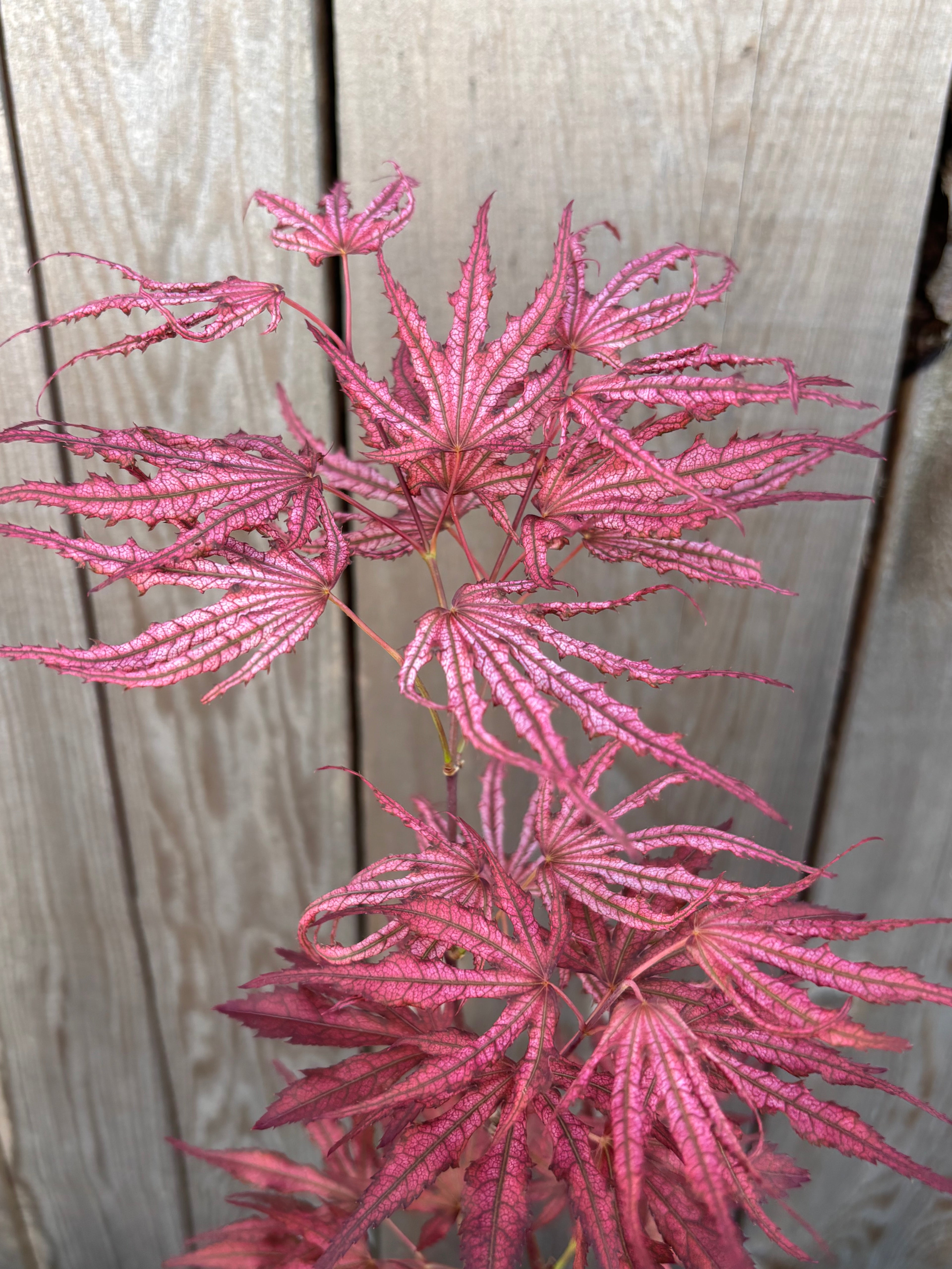 Acer Palmatum ‘Mikazuki’