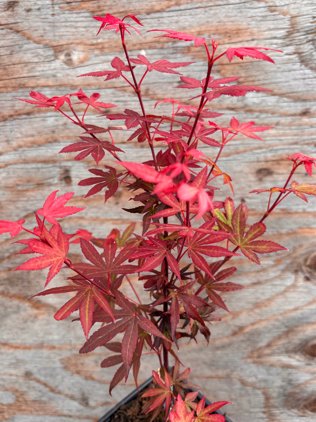 Acer Palmatum ‘Kandy Kitchen’