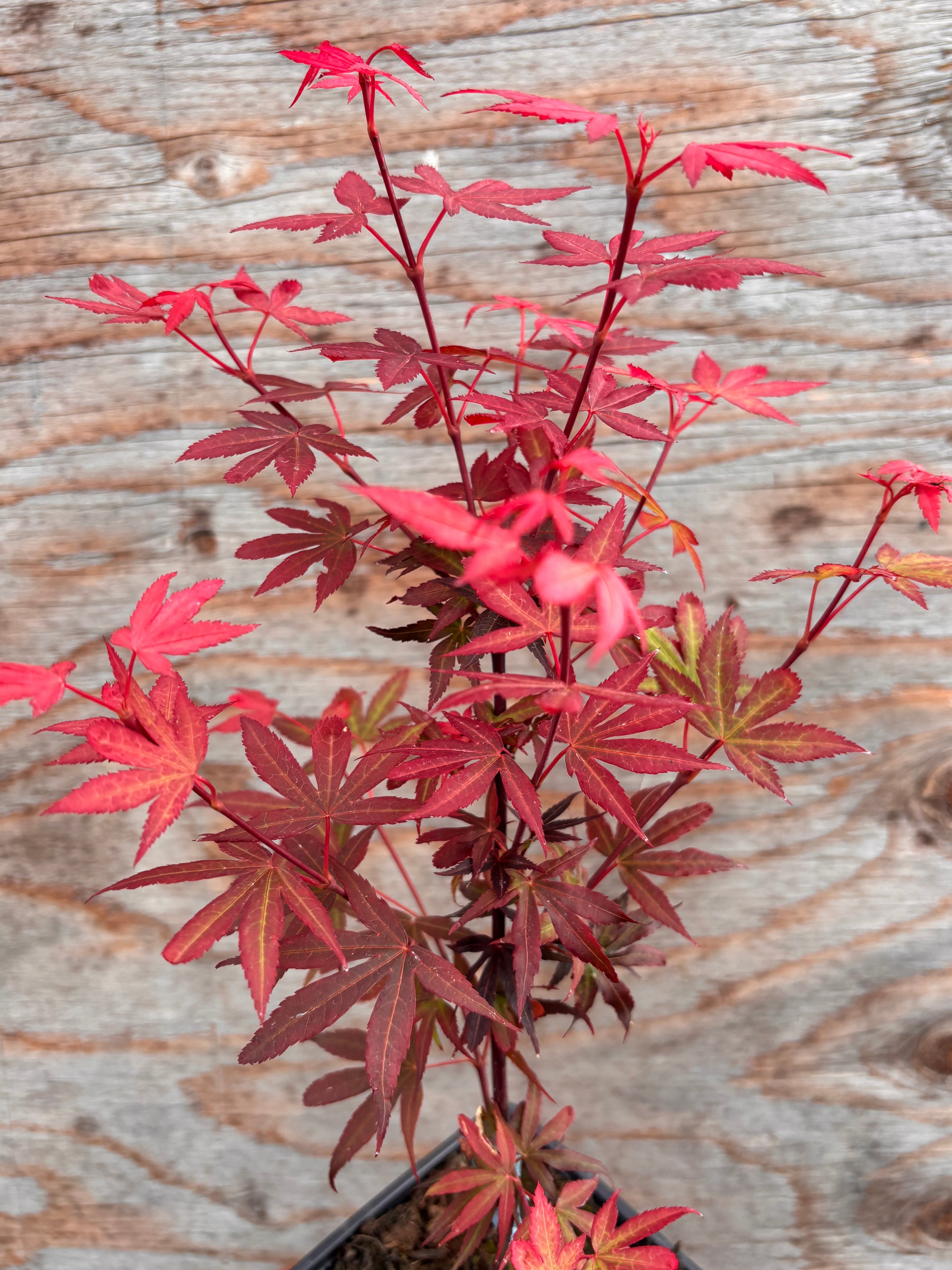Acer Palmatum ‘Kandy Kitchen’