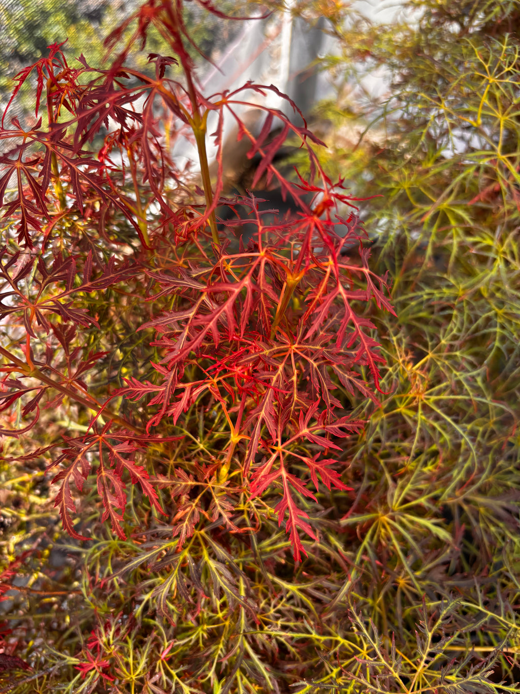 Acer Palmatum ‘Baby Lace’