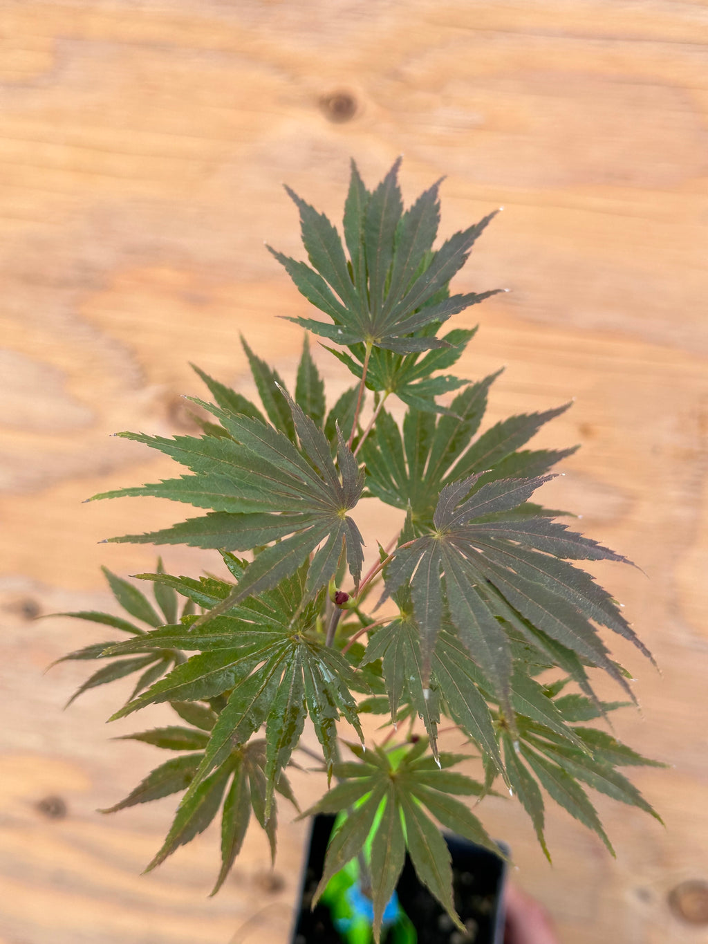 Acer . Shir. ‘Sensu’