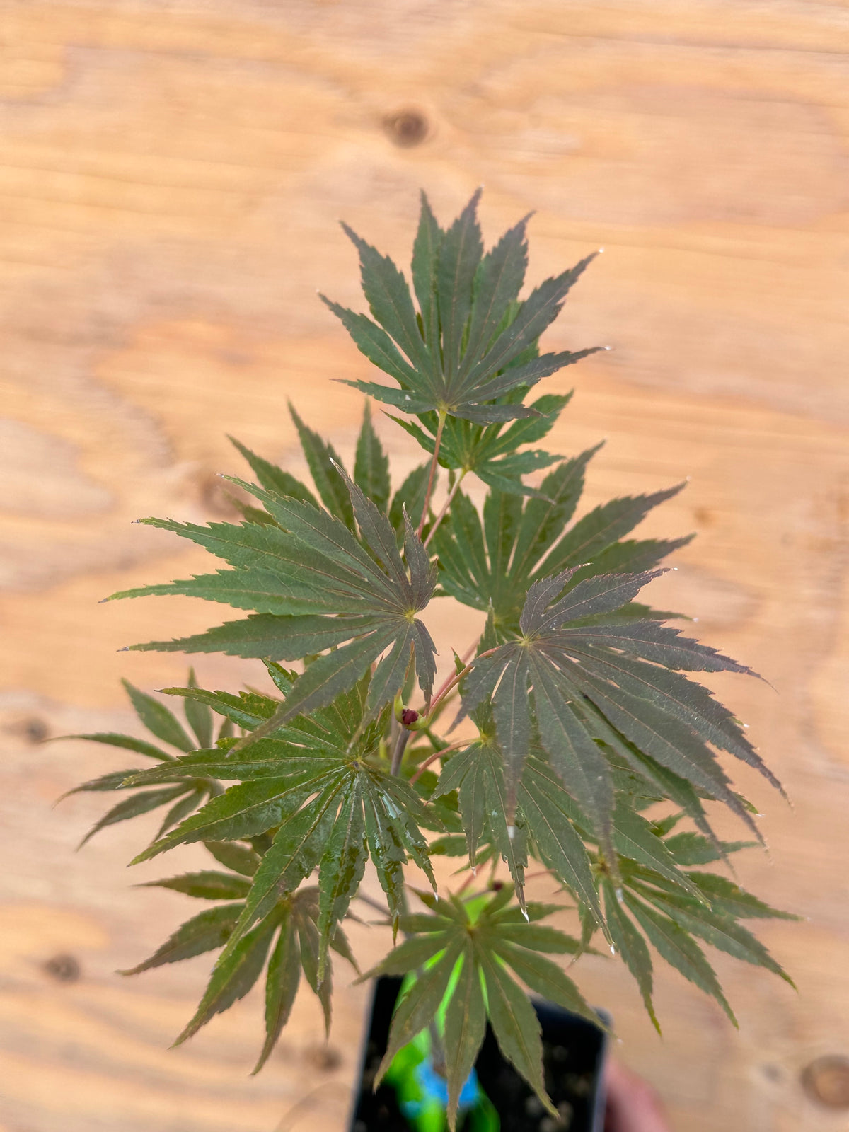 Acer . Shir. ‘Sensu’