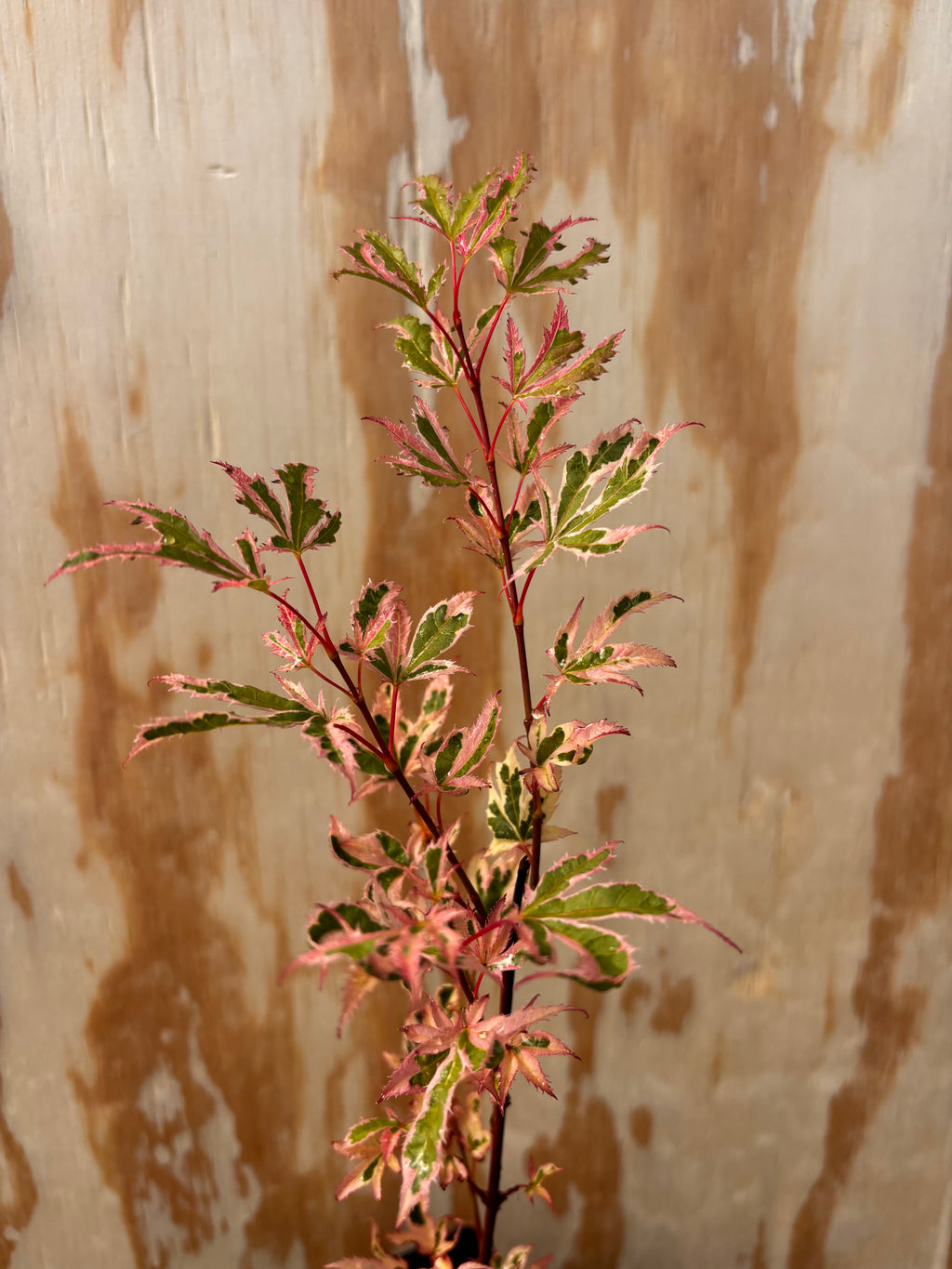 Acer Palmatum ‘Hana Fabuki’