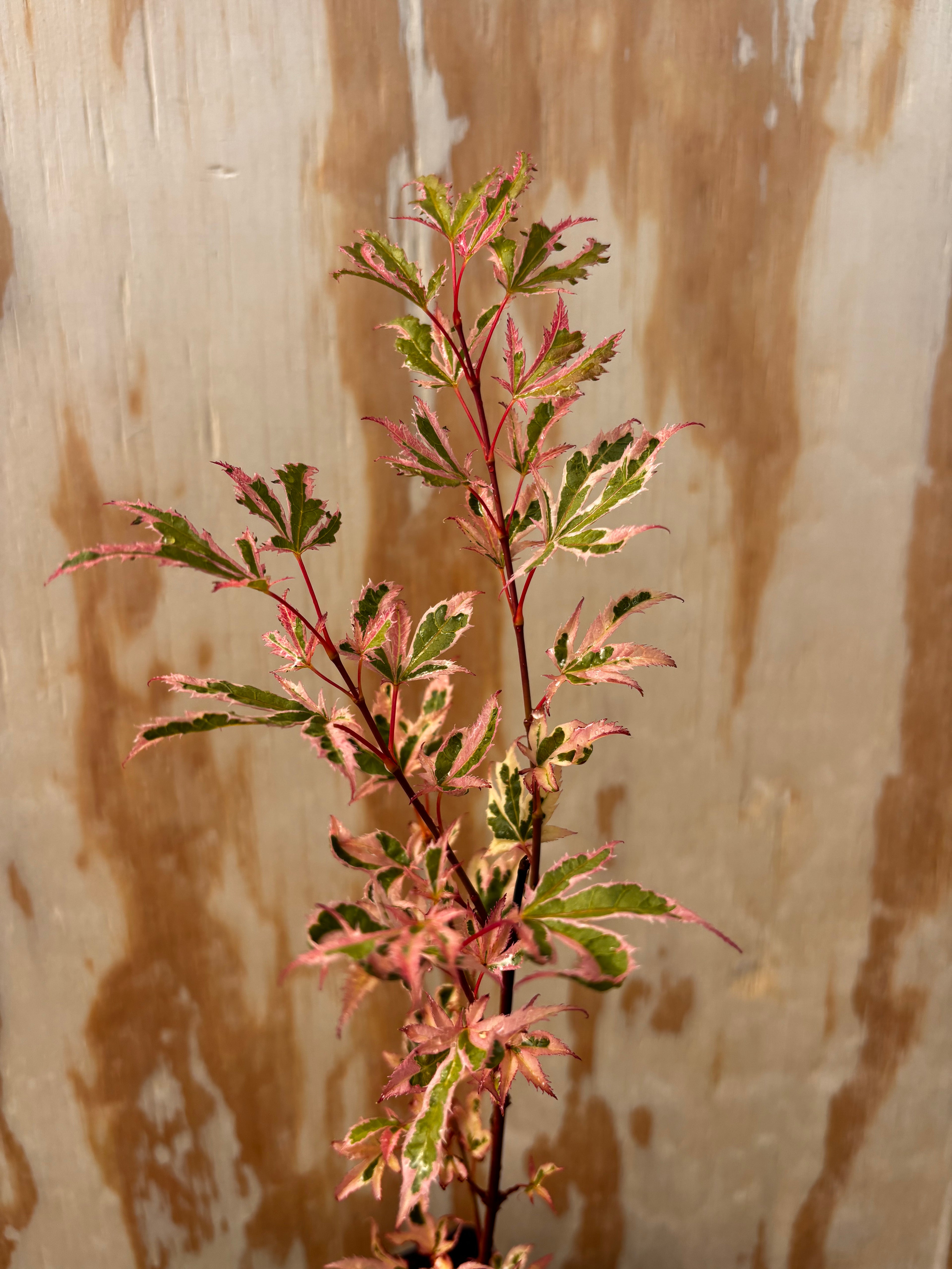 Acer Palmatum ‘Hana Fabuki’